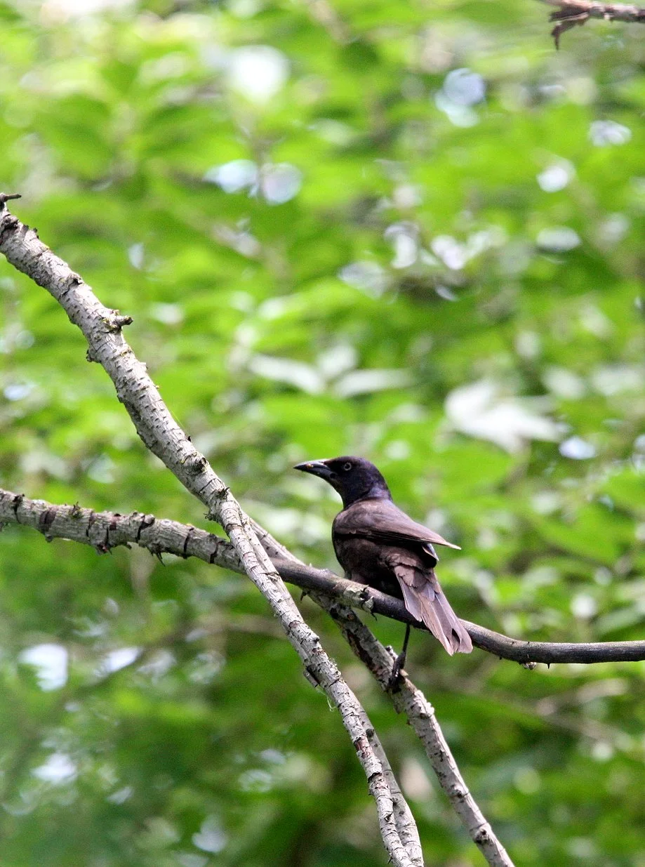 Common Grackle (Quiscalus quiscula) Lincoln Marsh Illinois (4).JPG