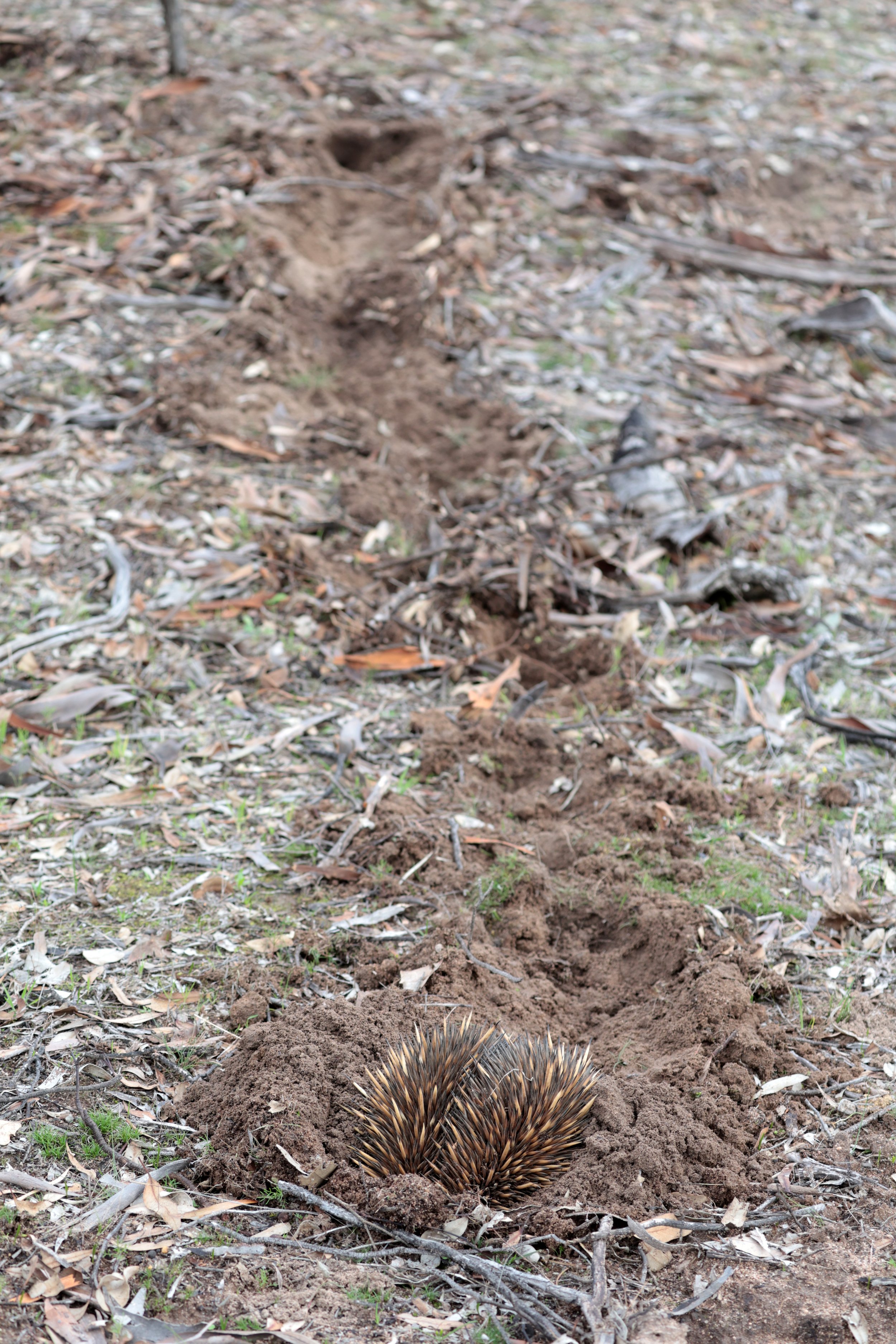Shredded Insect Short-beaked Echidna (Tachyglossus aculeatus) — Coke Smith Wildlife