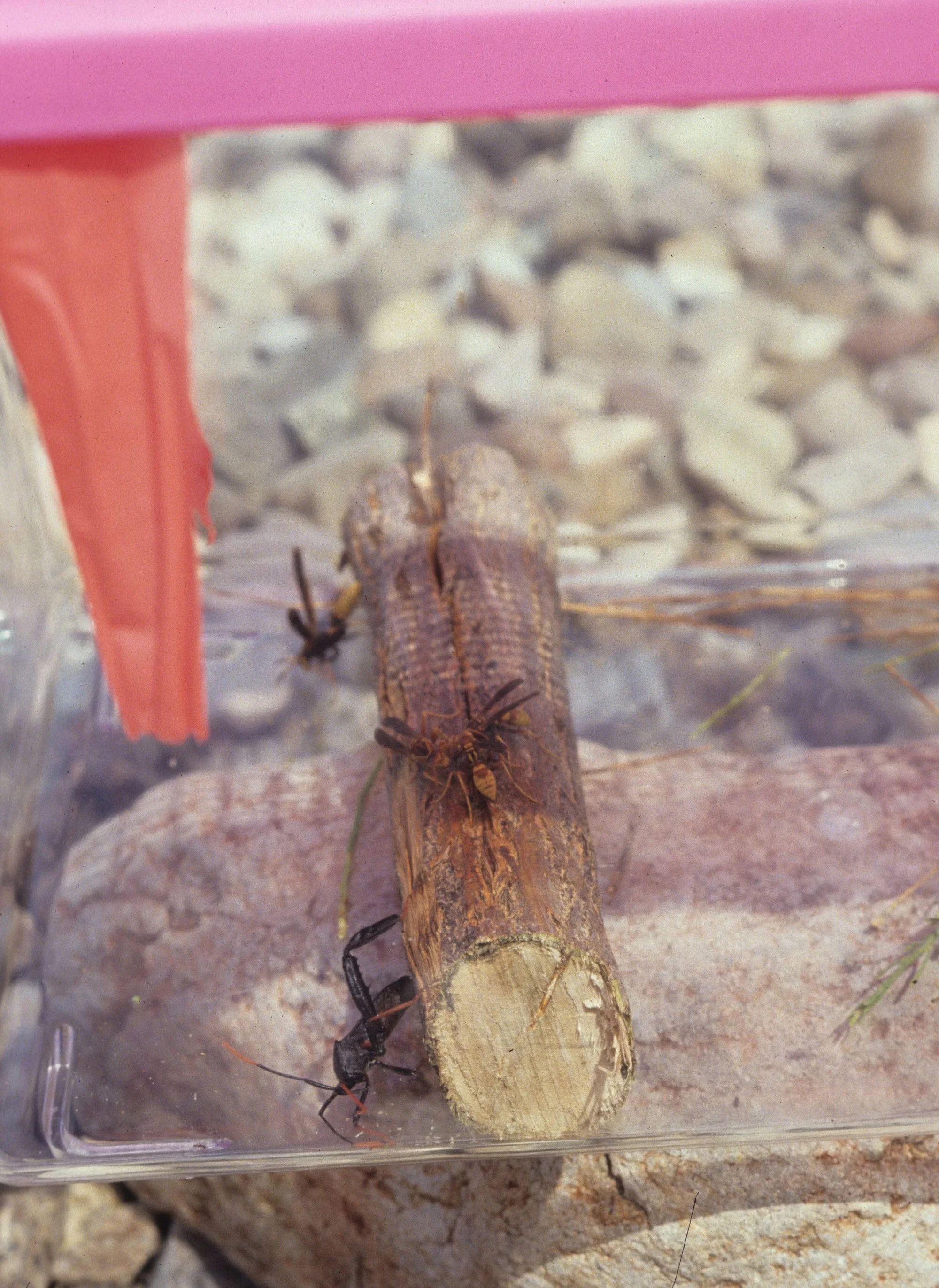 ARIZONA - MADERA CANYON - RESEARCH - DATA COLLECTION W.jpg