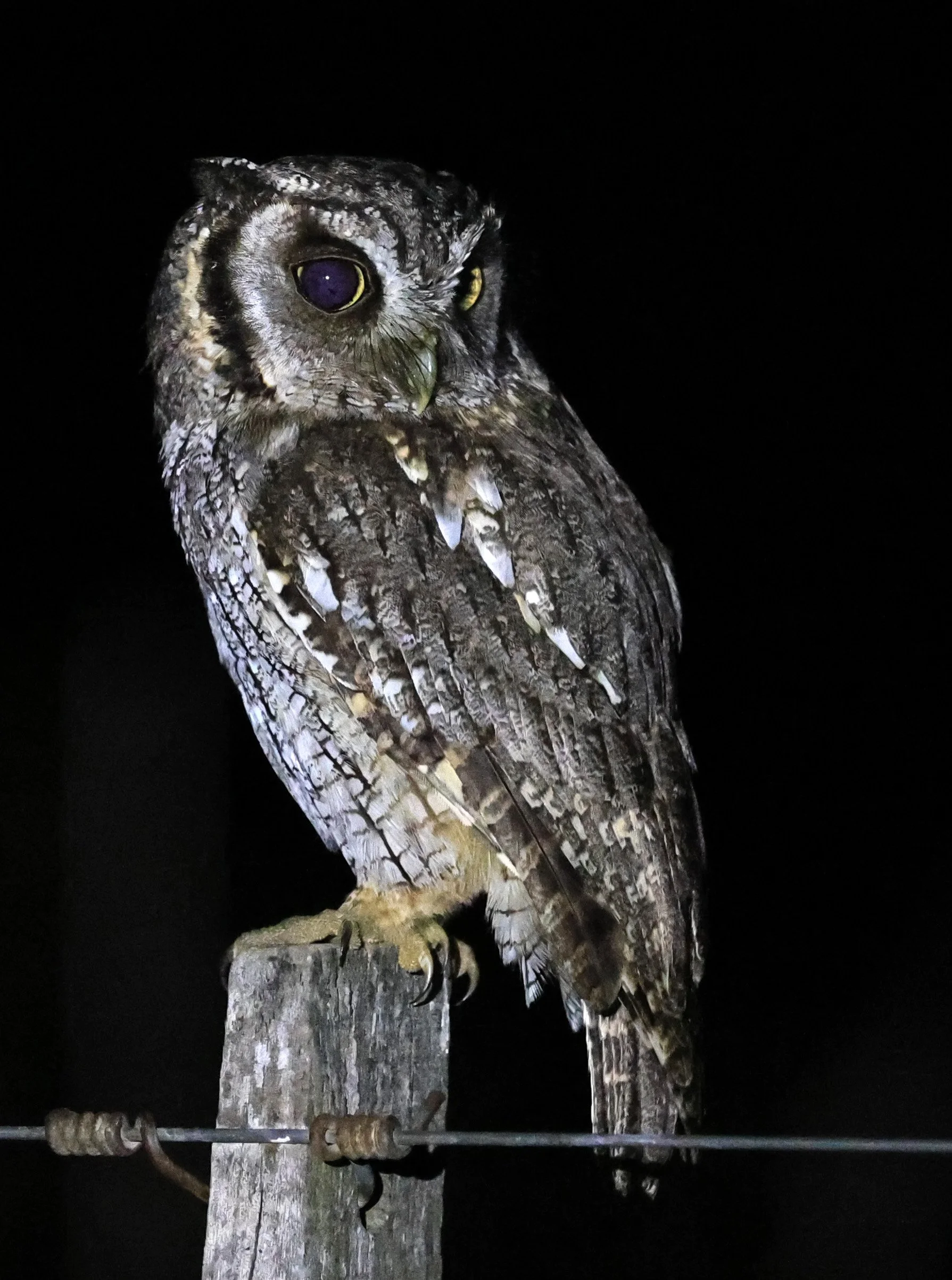 Tropical Screech-Owl (Megascops choliba) Hotel Campestre Iparoma Paraguay (35).jpg