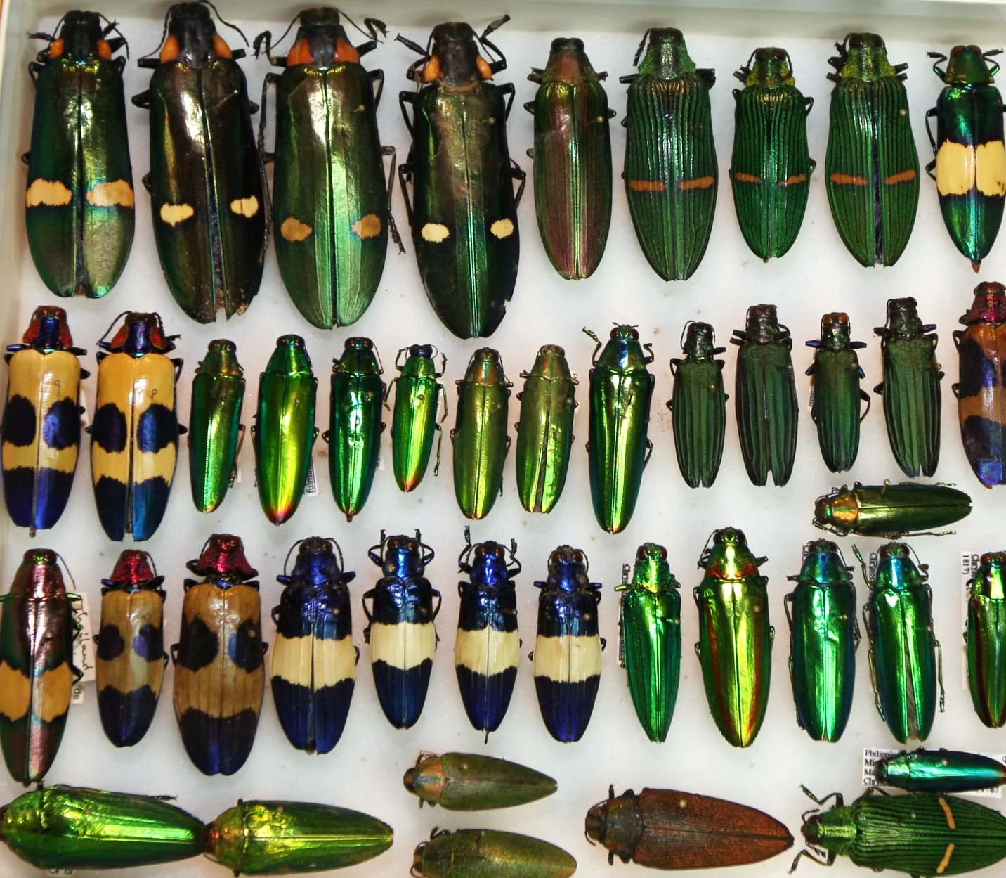 Buprestidae (2).JPG