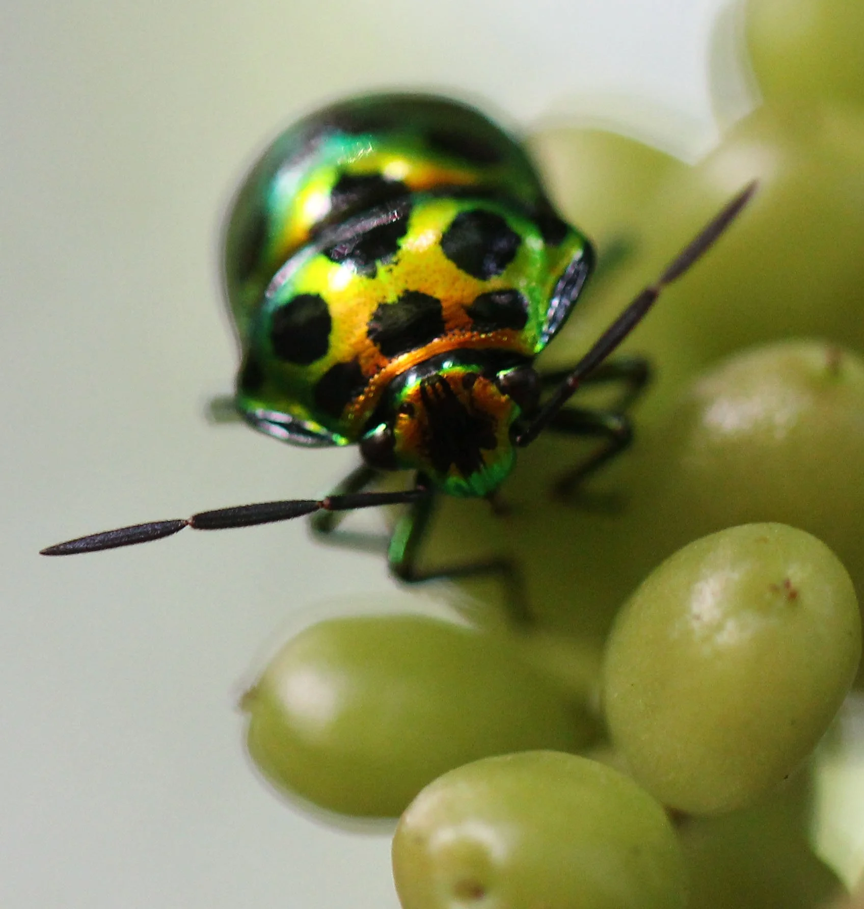 Chrysocoris stollii - Koh Lanta, Thailand (8).JPG