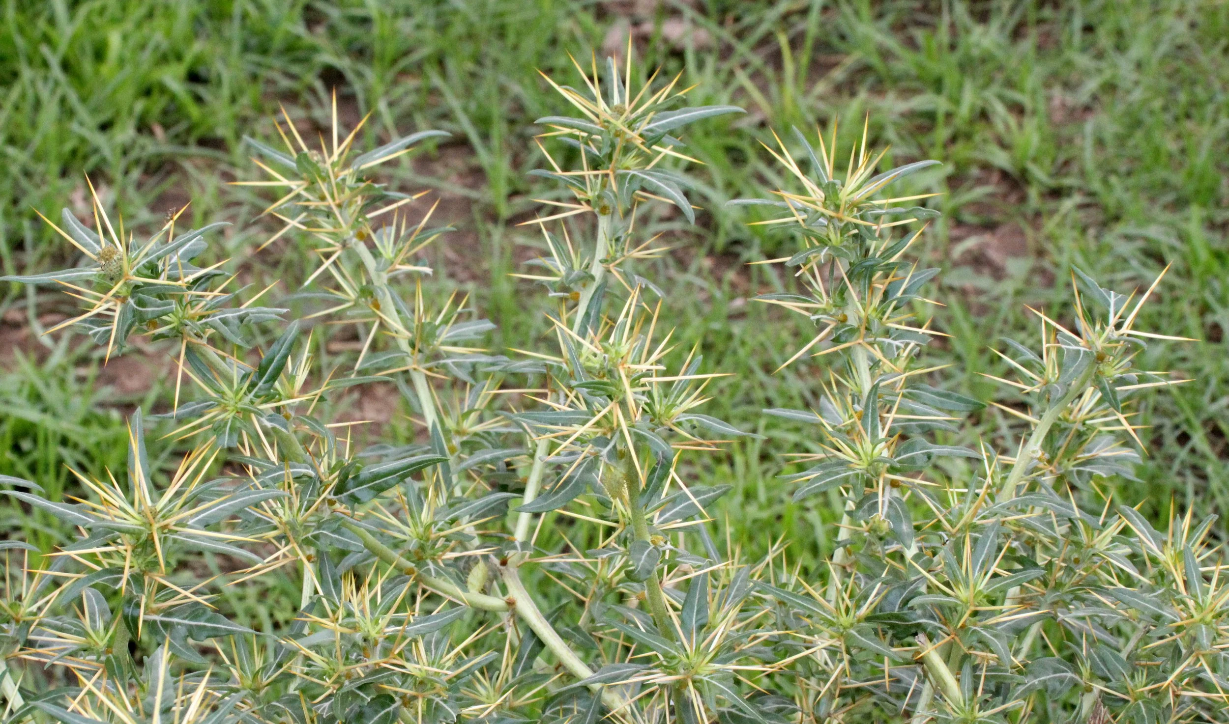 LANGANO LAKE ETHIOPIA.JPG