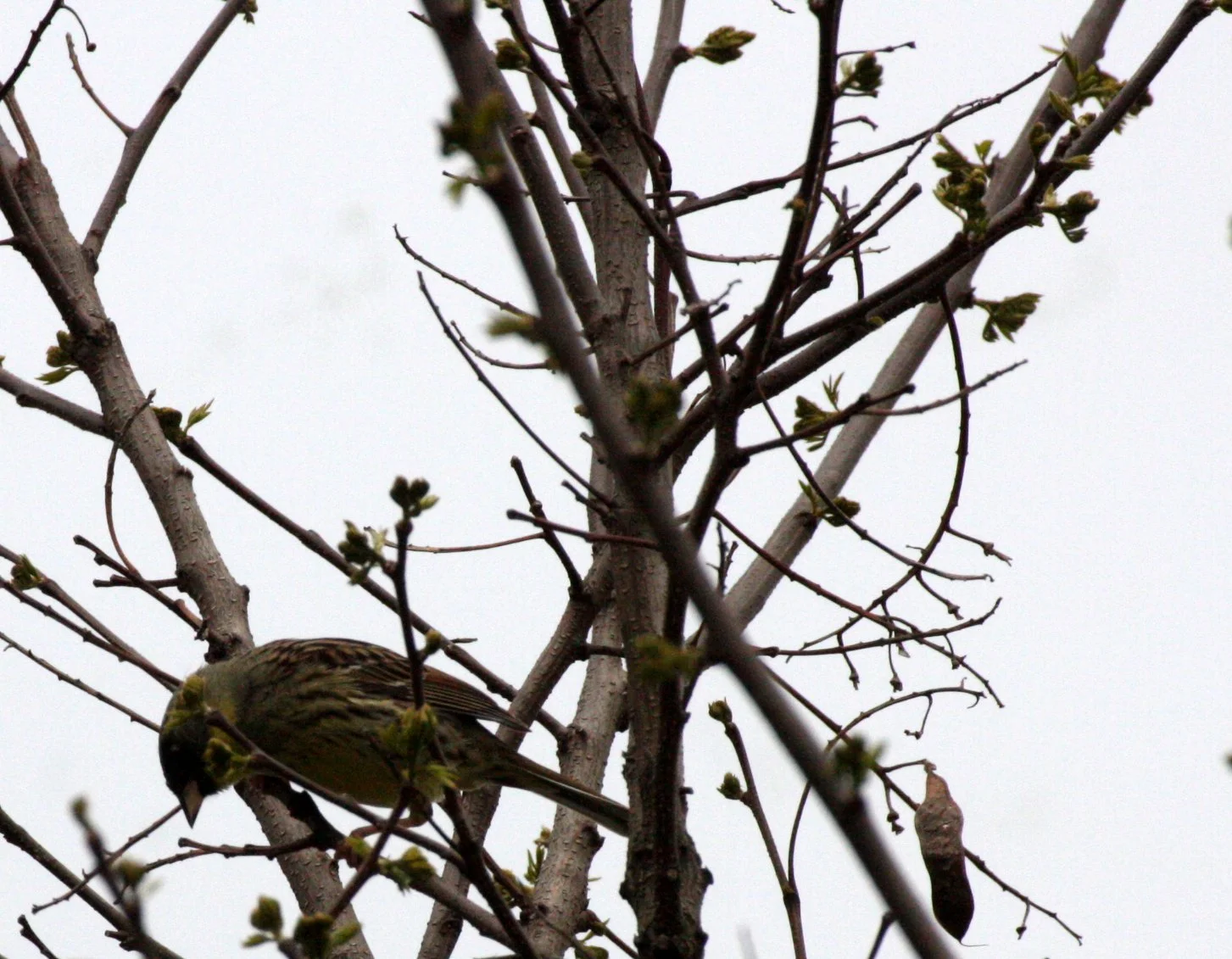 Eurasian Siskin (Spinus spinus) Shimokita Peninsula, Kawauchi Japan (1).JPG