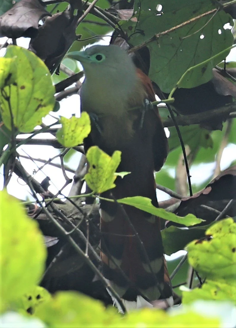 Raffle's Malkoha (Rhinortha chlorophaea) Krung Ching Khao Luang NP Thailand (32).jpg