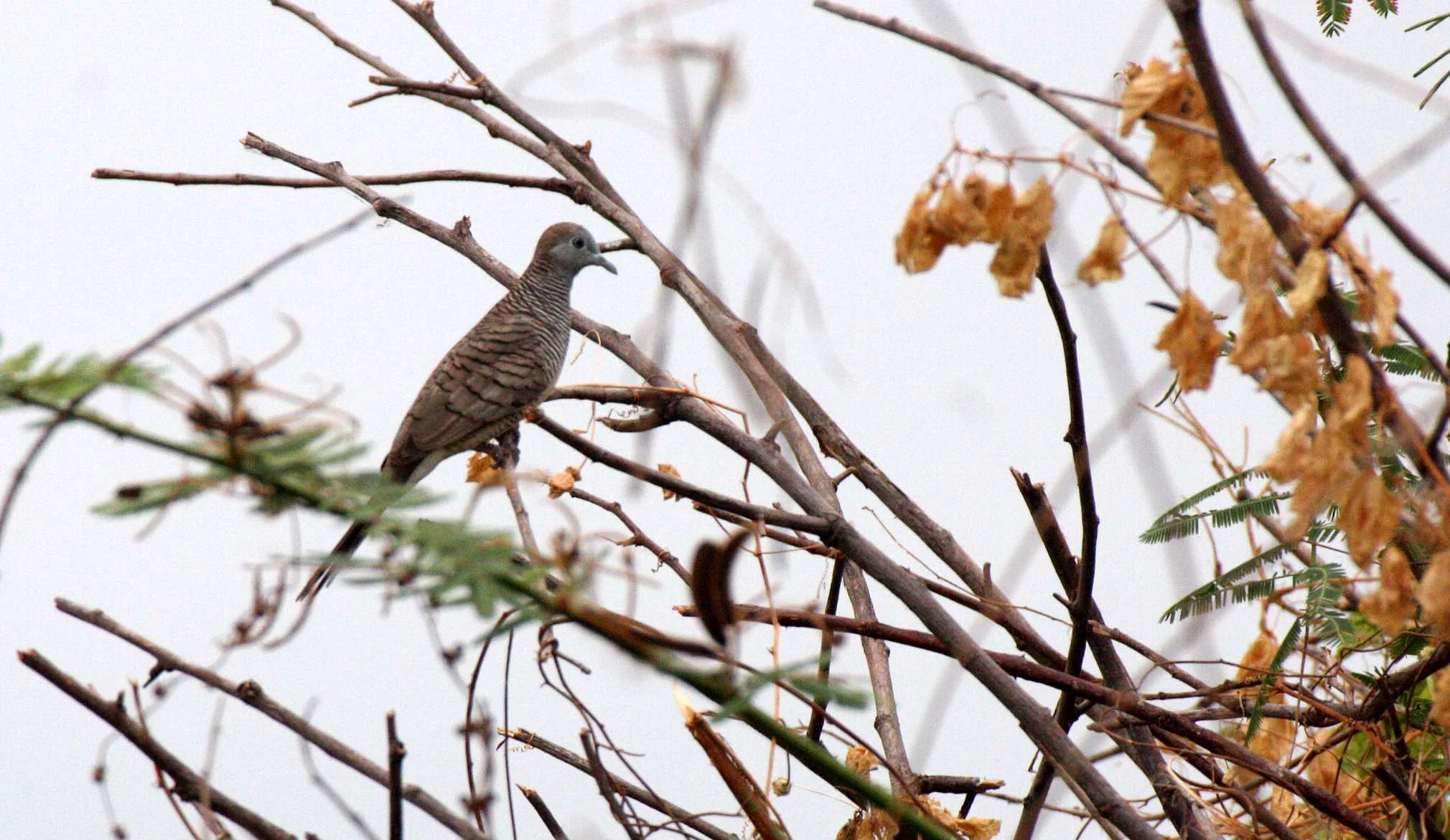 Zebra dove (Geopelia striata) Bueng Boraphet Wetlands Thailand.JPG