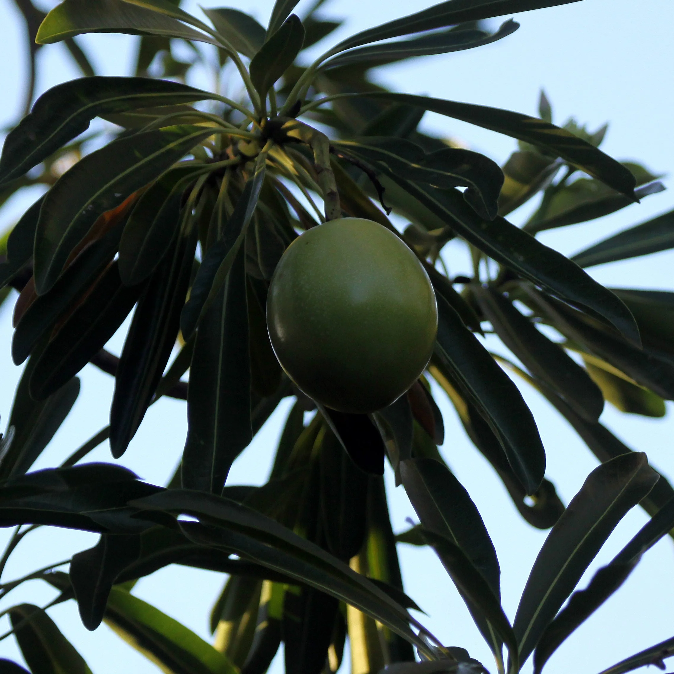 PLANT - MONKEY FRUIT TREE - ANDOHAHELA NATIONAL PARK MADAGASCAR.JPG