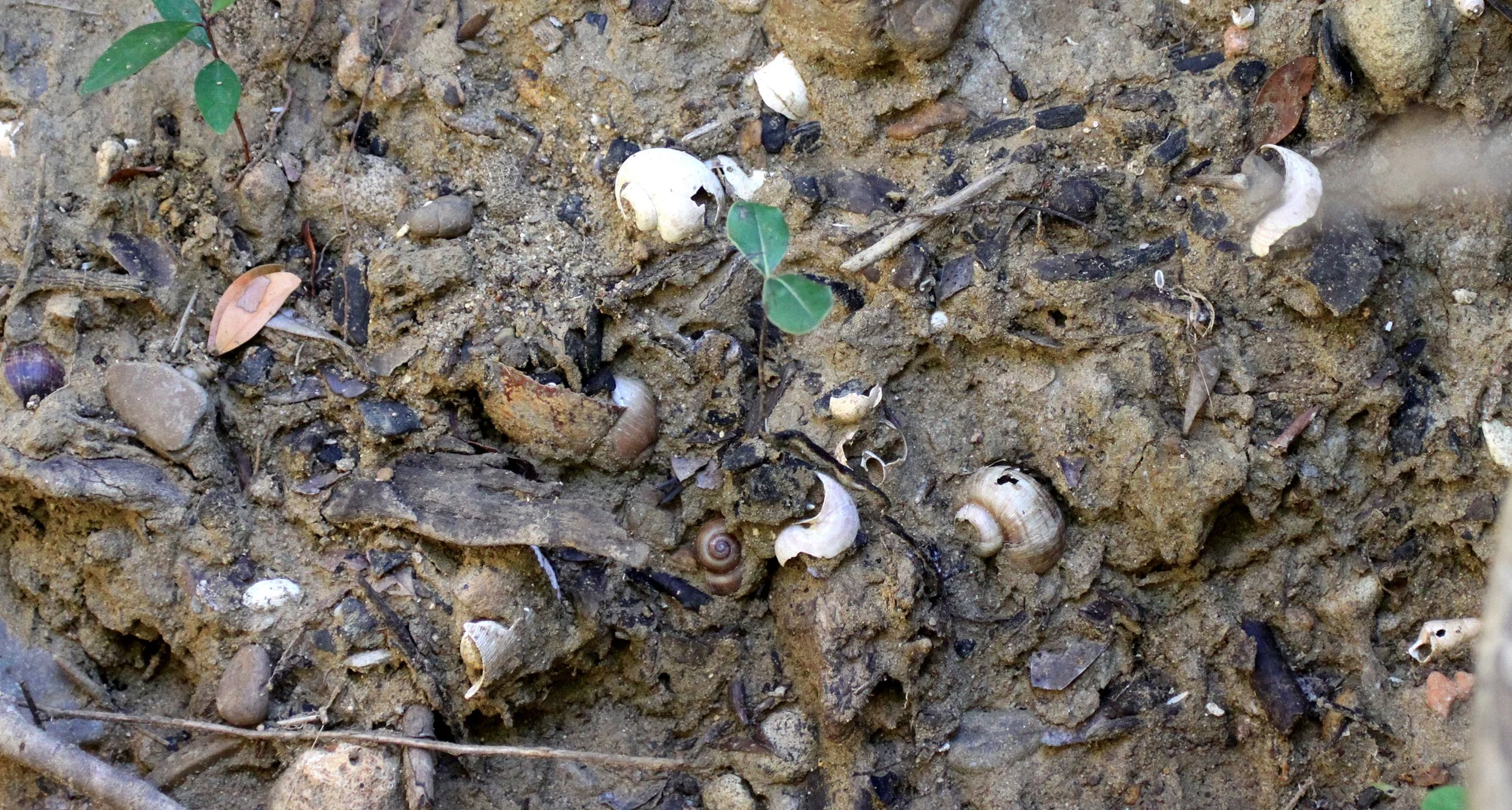 ANKARANA NATIONAL PARK MADAGASCAR - FOSSIL LAYERS (4).JPG