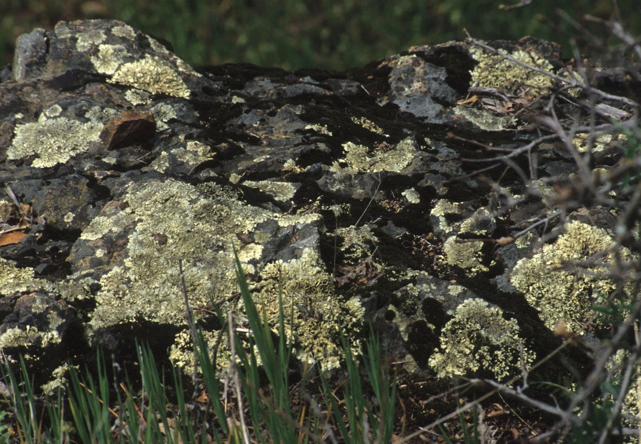 AMERICAN RIVER - LICHEN - FOLIOSE B.jpg