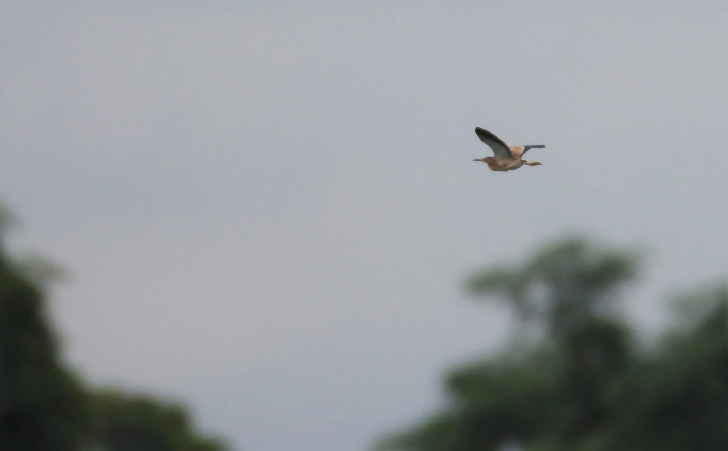 BITTERN - YELLOW BITTERN - Ixobrychus sinensis - LAD KRABANG  THAP YAO RICE FIELDS AUGUST 14 2021  (2).jpg