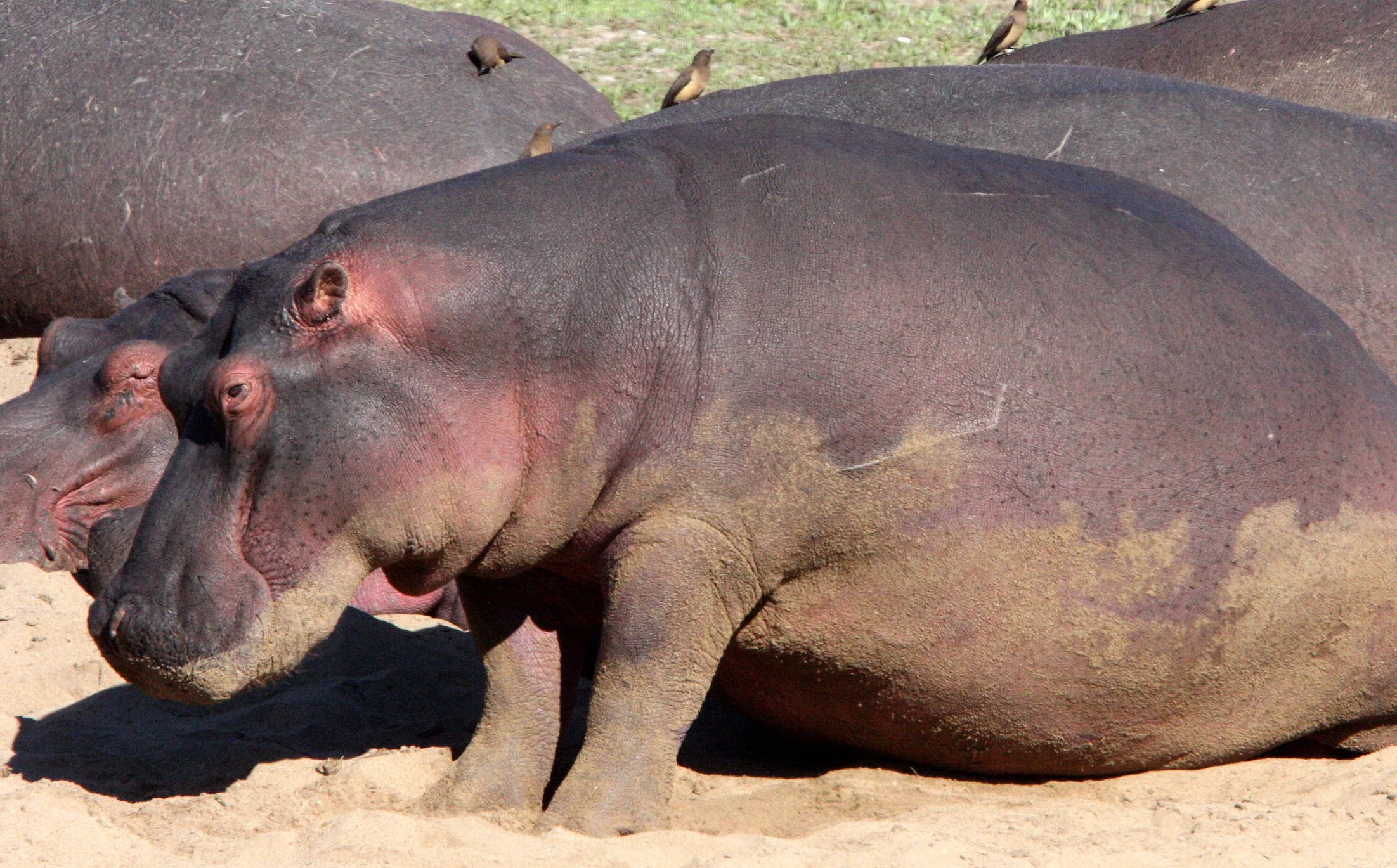 Hippopotamus amphibius capensis - CAPE (SOUTHERN AFRICA) HIPPOPOTAMUS - KRUGER NATIONAL PARK SOUTH AFRICA - OLIFANT RIVER (22).JPG