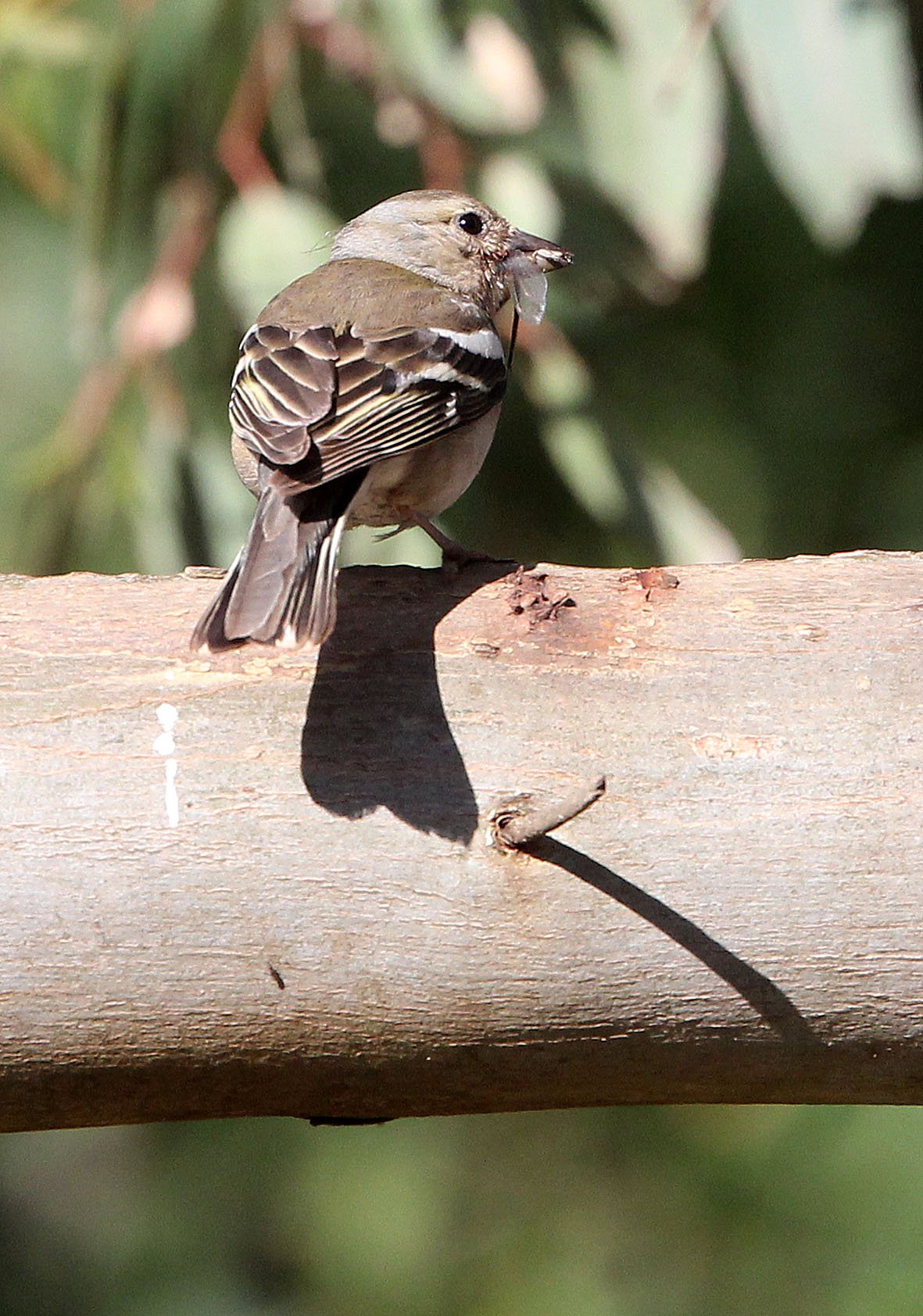 Chaffinch (Fringilla coelebs) Feija NP, Tunisia (2).JPG