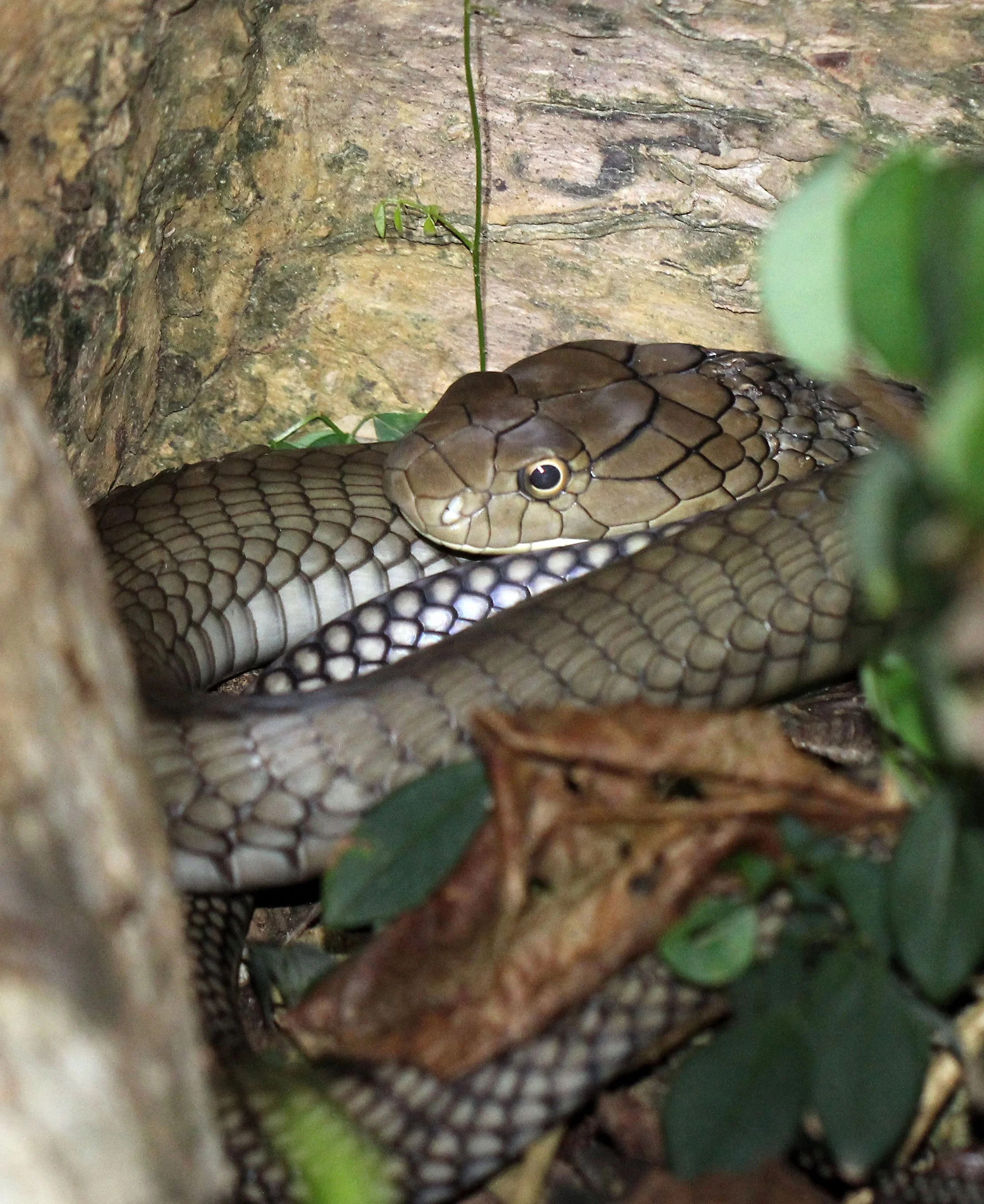 Ophiophagus hannah - KING COBRA - KOH LANTA THAILAND (4).JPG