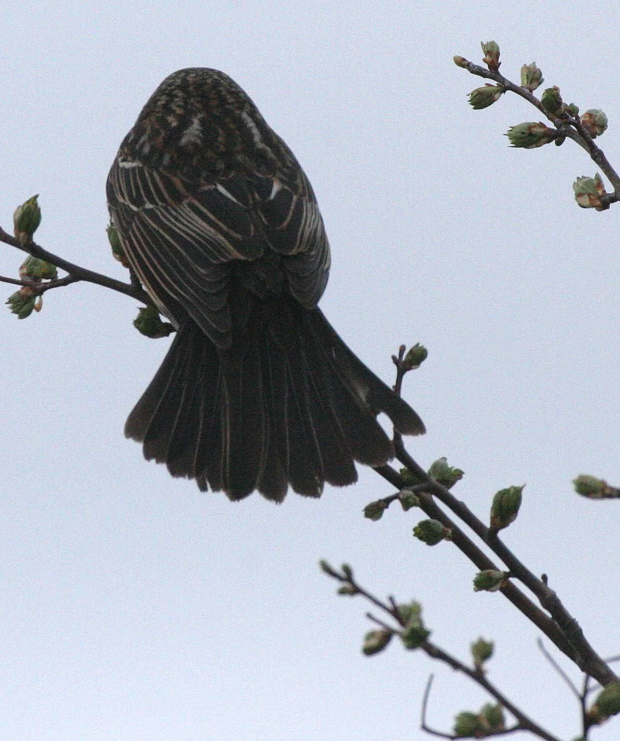 Red-winged Blackbird (Agelaius phoeniceus) Jamestown Olympic Peninsula Washington (25).JPG