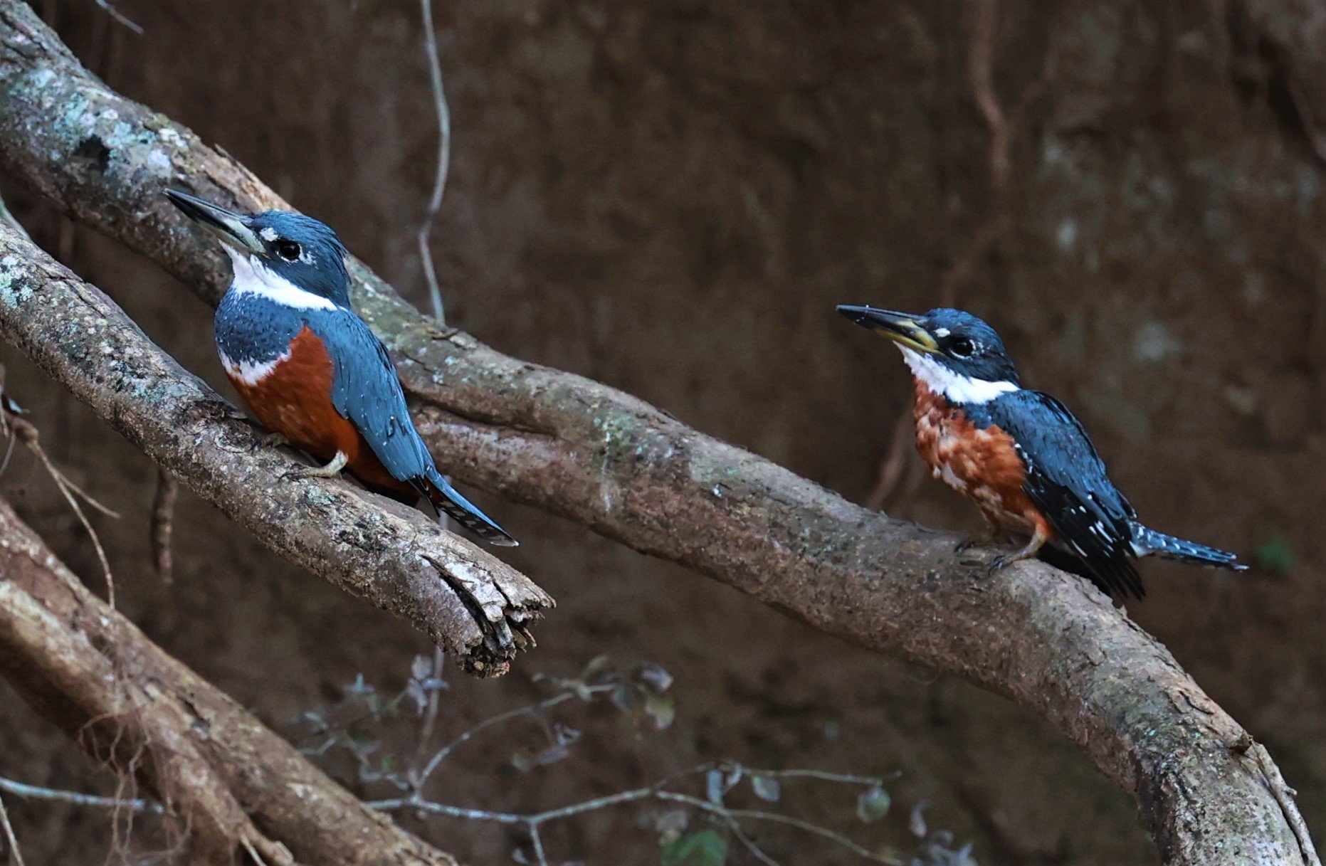 Kingfisher - Ringed Kingfisher - Megaceryle torquata - Pousada Aguape - Fazenda São José Zona Rural, Aquidauana, Mato Grosso do Sul, Brazil (18).JPG