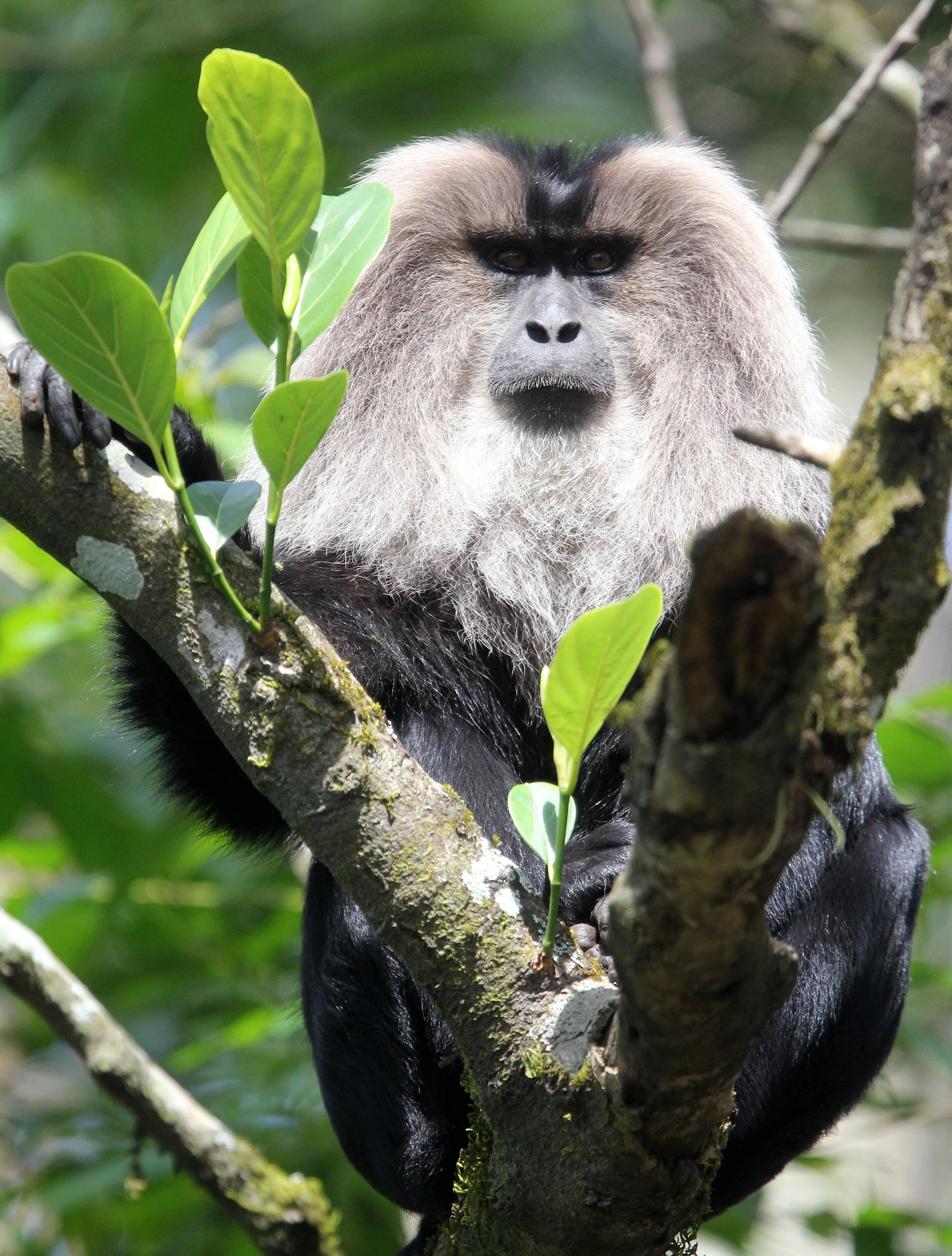 CERCOPITHECIDAE - Macaca silenus -LION-TAILED MACAQUE - VALPARAI PARK TAMIL NADU (94).JPG