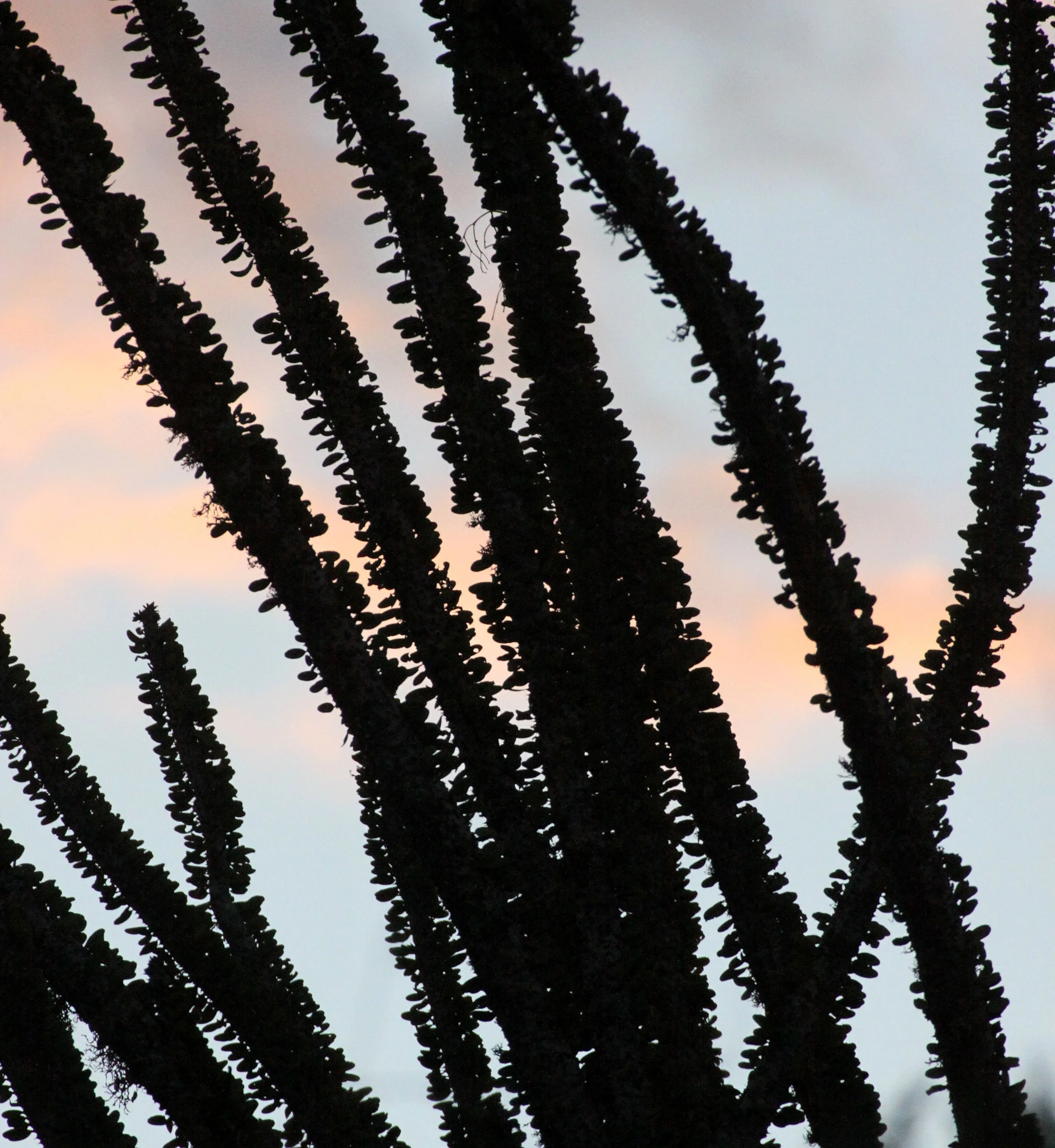 BERENTY RESERVE MADAGASCAR - SUNSET WITH THE ALLAUDIA SPECIES - BERENTY RESERVE MADAGASCAR (7).JPG