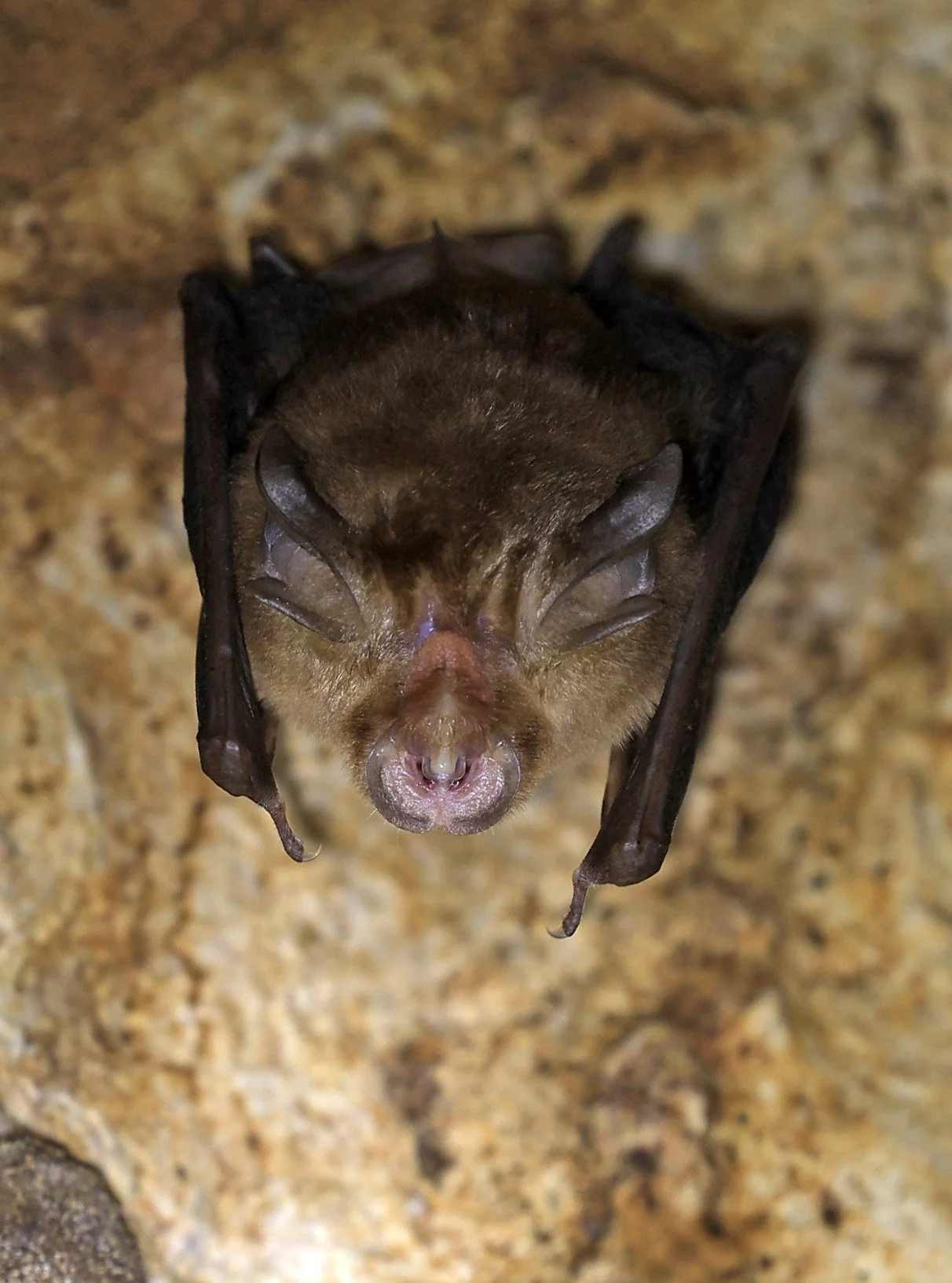 Shamel’s Horseshoe Bat (Rhinolophus shameli) Wat Tham Sila Thong Temple Pak Chong Thailand near Khao Yai (12).jpg