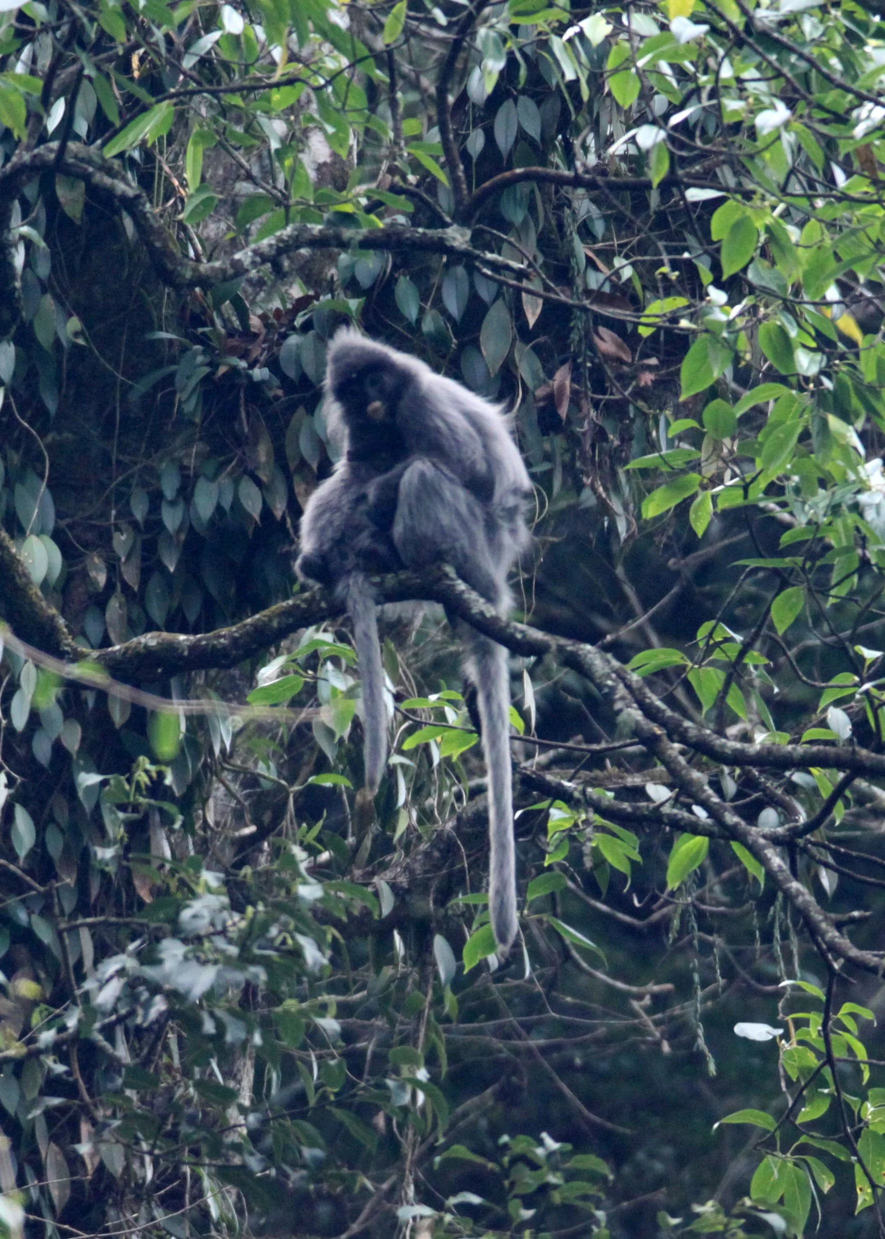 CERCOPITHECIDAE - Trachypithecus crepusculus - INDOCHINESE GRAY LANGUR - WULIANGSHAN NATURE RESERVE YUNNAN CHINA (86).JPG