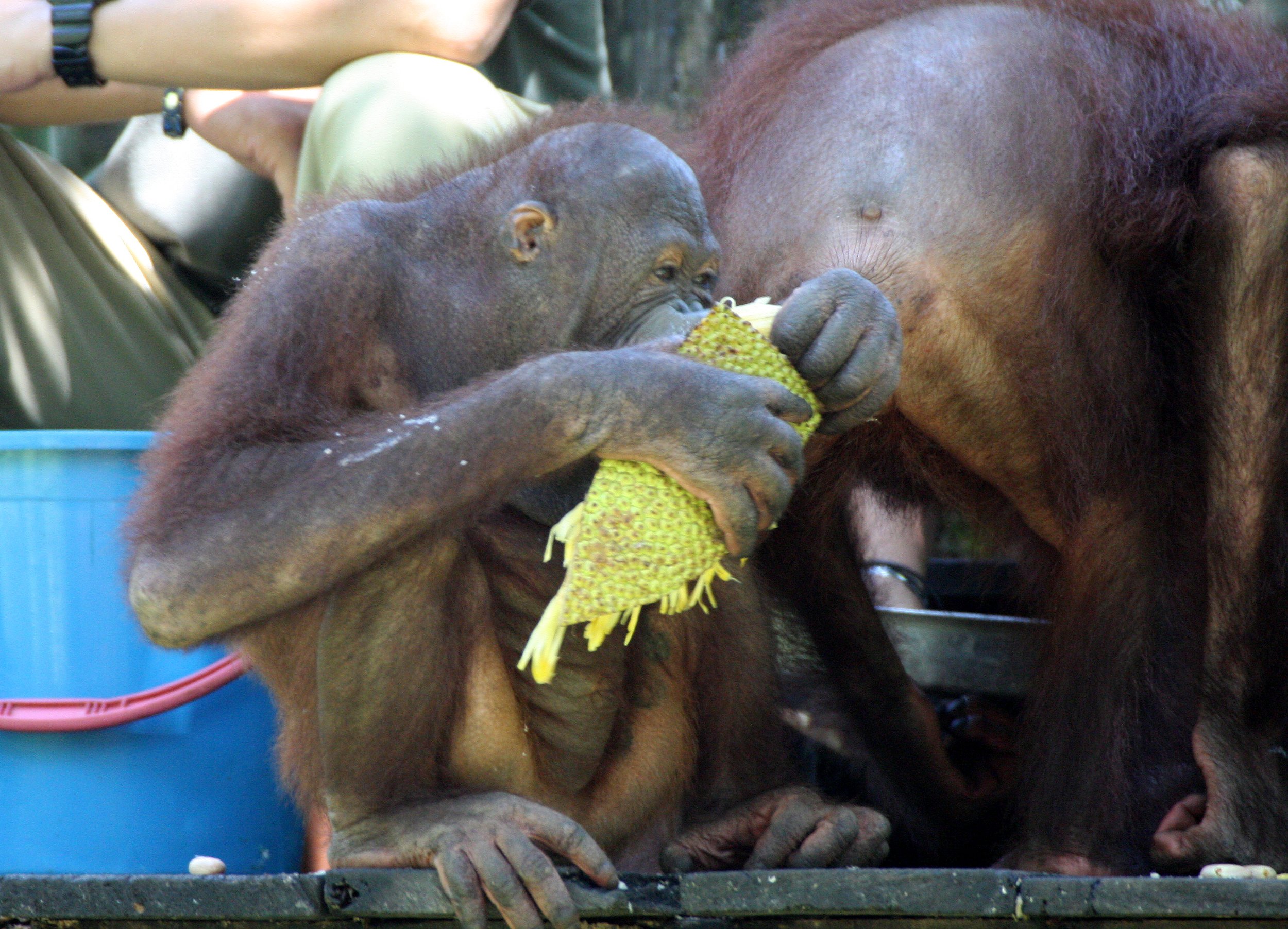 HOMINIDAE - Pongo pygmaeus morio - FEEDING SESSION AT SEPILOK SABAH BORNEO (19).JPG
