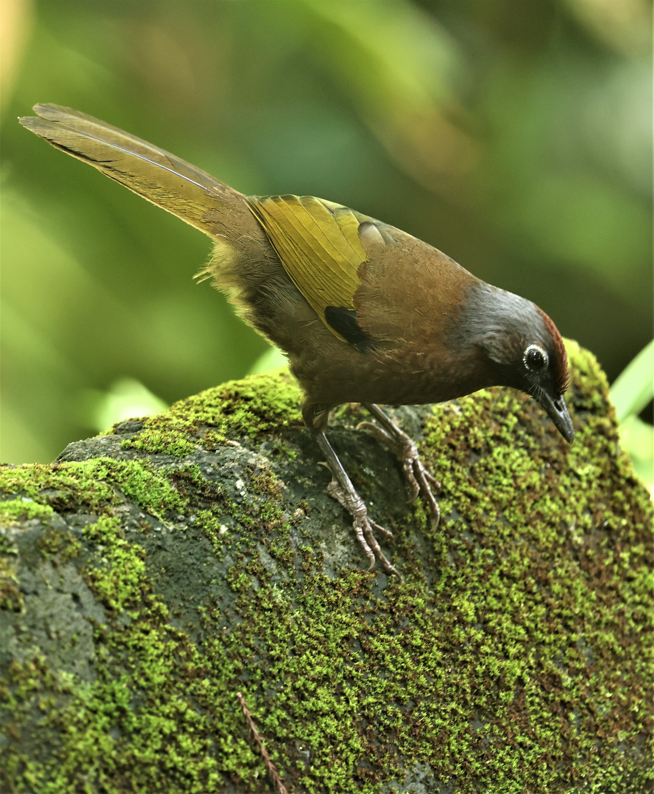 Trochalopteron peninsulae - MALAYAN LAUGHINGTHRUSH - FRASER'S HILL, MALAYSIA JUNE 2022 (1).jpg
