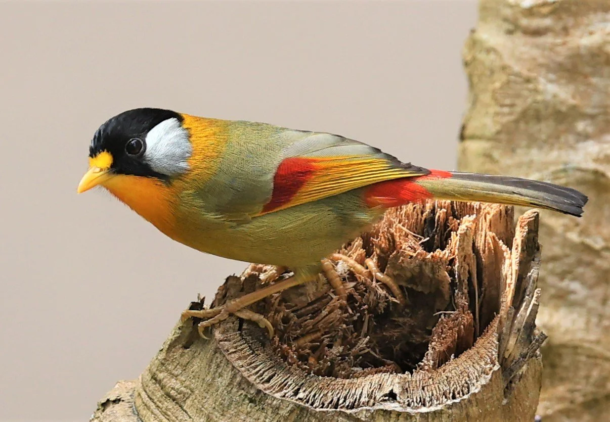 MESIA - SILVER-EARED MESIA - Leiothrix argentauris - DOI ANG KHANG CHIANG MAI FEB 2022 (4).jpg