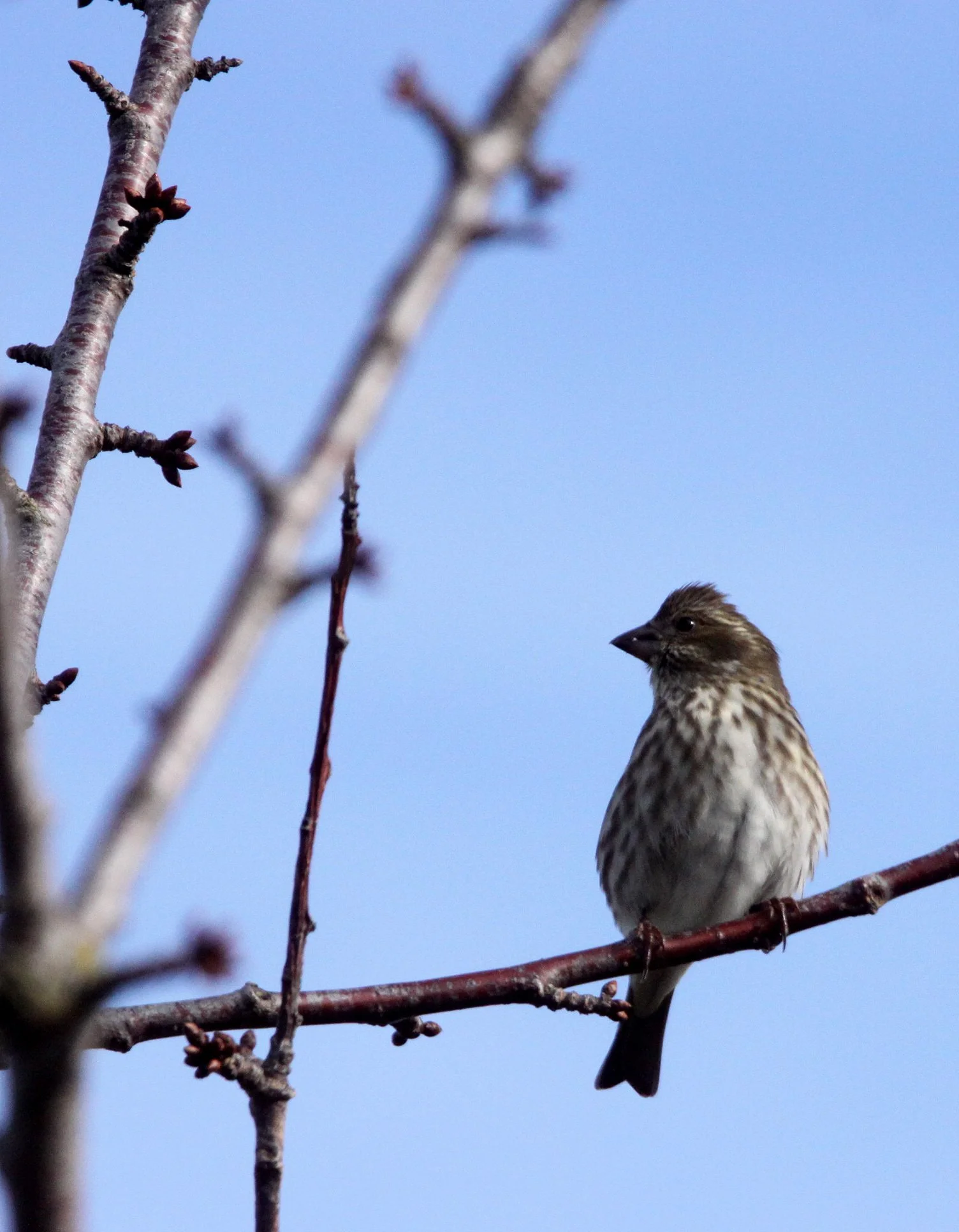 BIRD - SPARROW - FOX SPARROW - JAMESTOWN WA (25).JPG