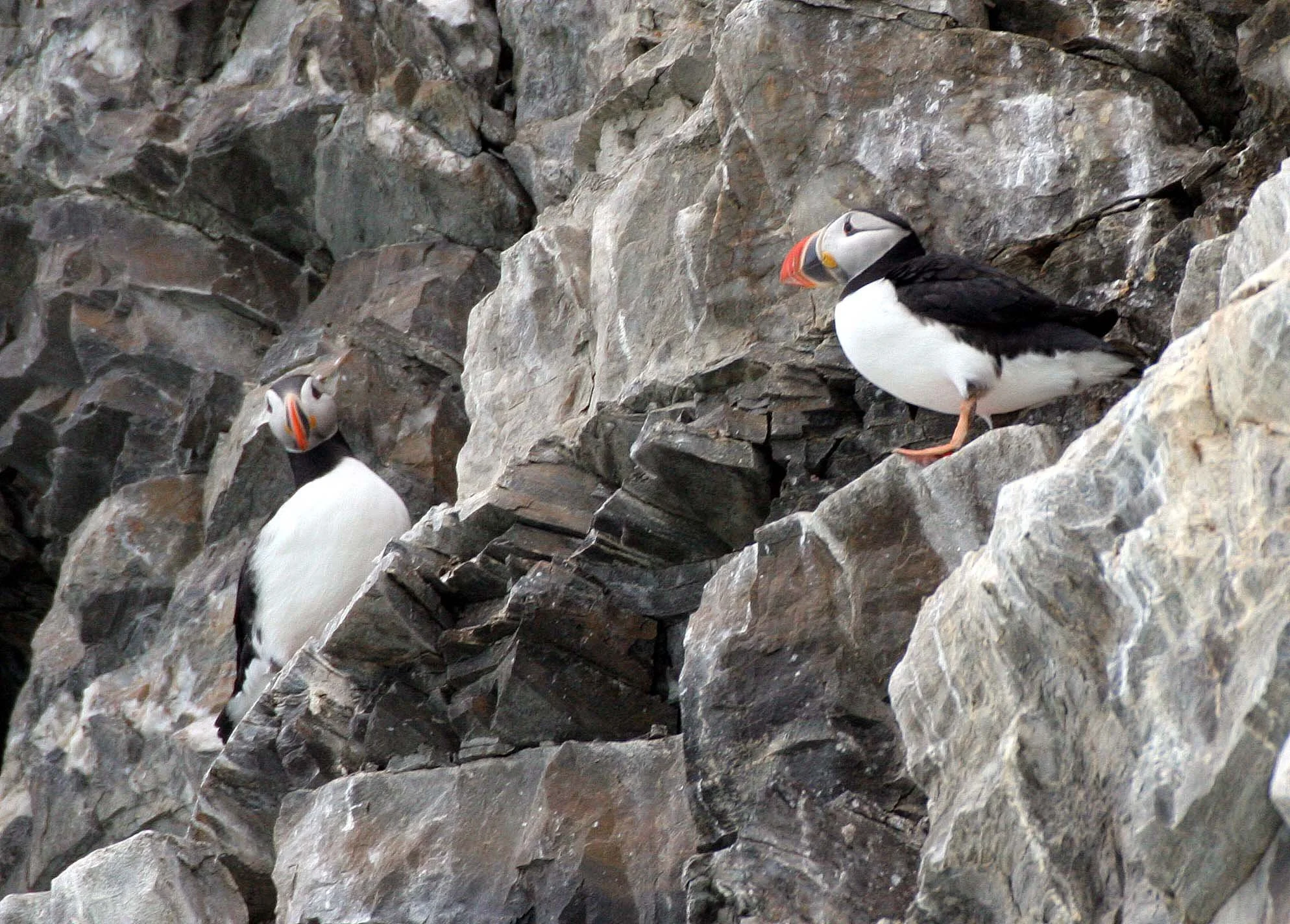 Fratercula arctica - ATLANTIC PUFFIN - SVALBARD (30).jpg