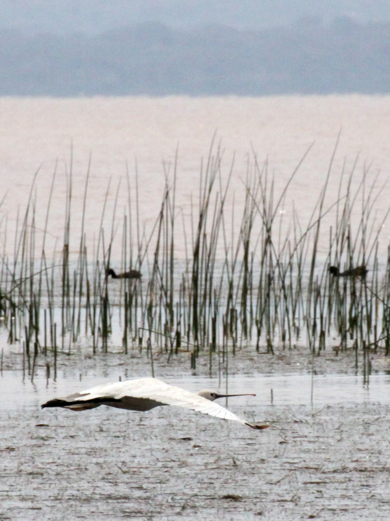 SPOONBILL - AFRICAN SPOONBILL - Platalea alba - LAKE LANGANO ETHIOPIA (7).JPG