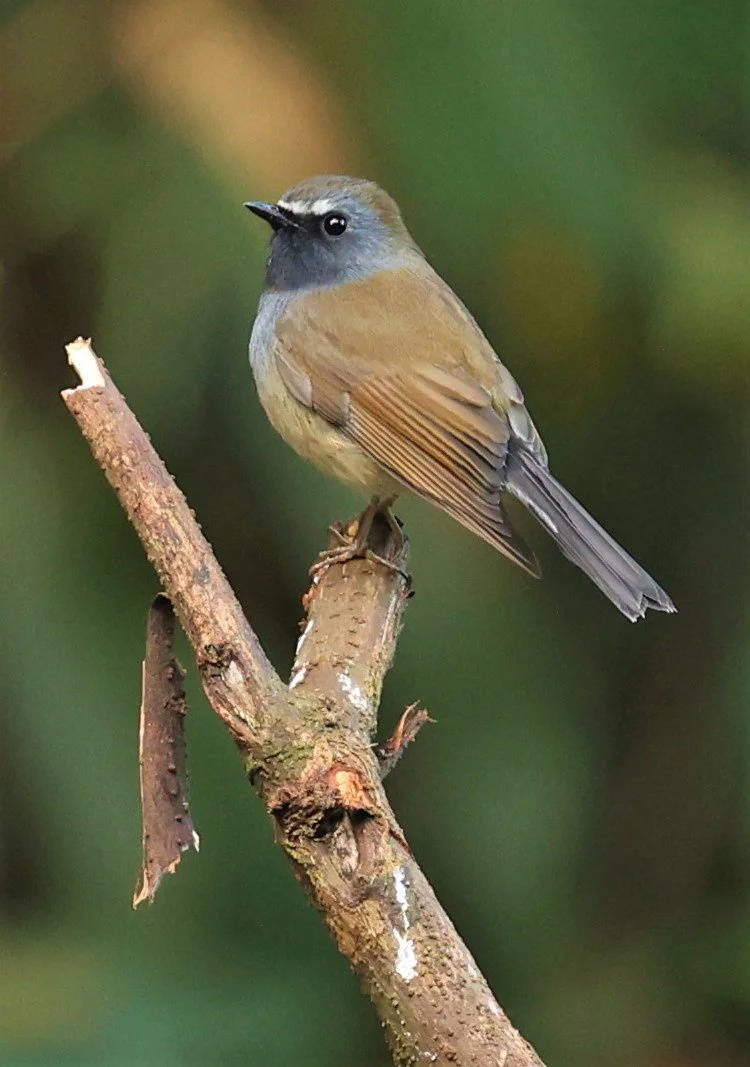 FLYCATCHER - RUFOUS-GORGETED FLYCATCHER - Ficedula strophiata - DOI LANG WEST, DOI PHA HOM POK NP, CHIANG MAI DEC 2021 (9).jpg