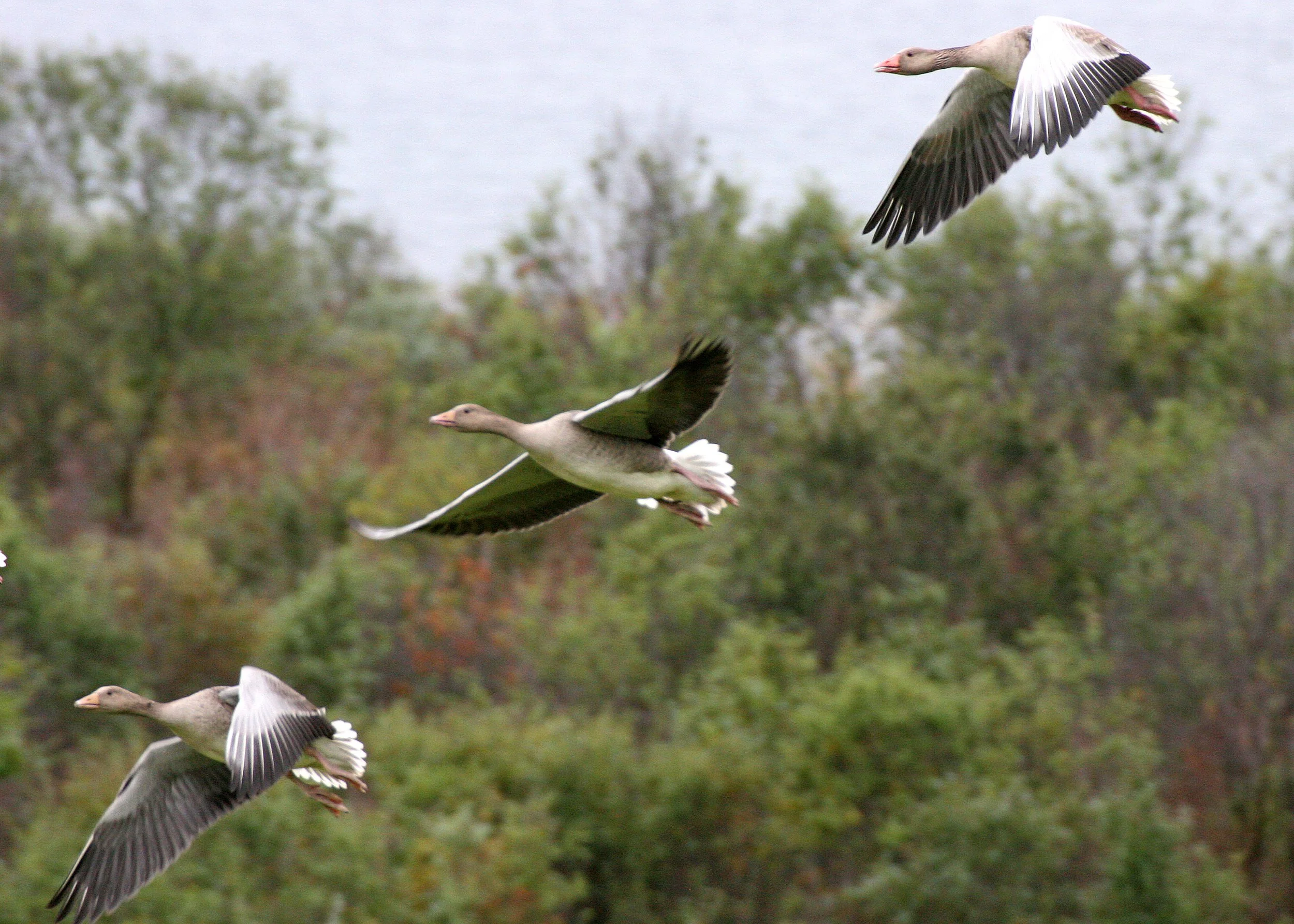 BIRD - GOOSE - GREYLAG - SEEN NEAR HORNOYA NORWAY (8).jpg