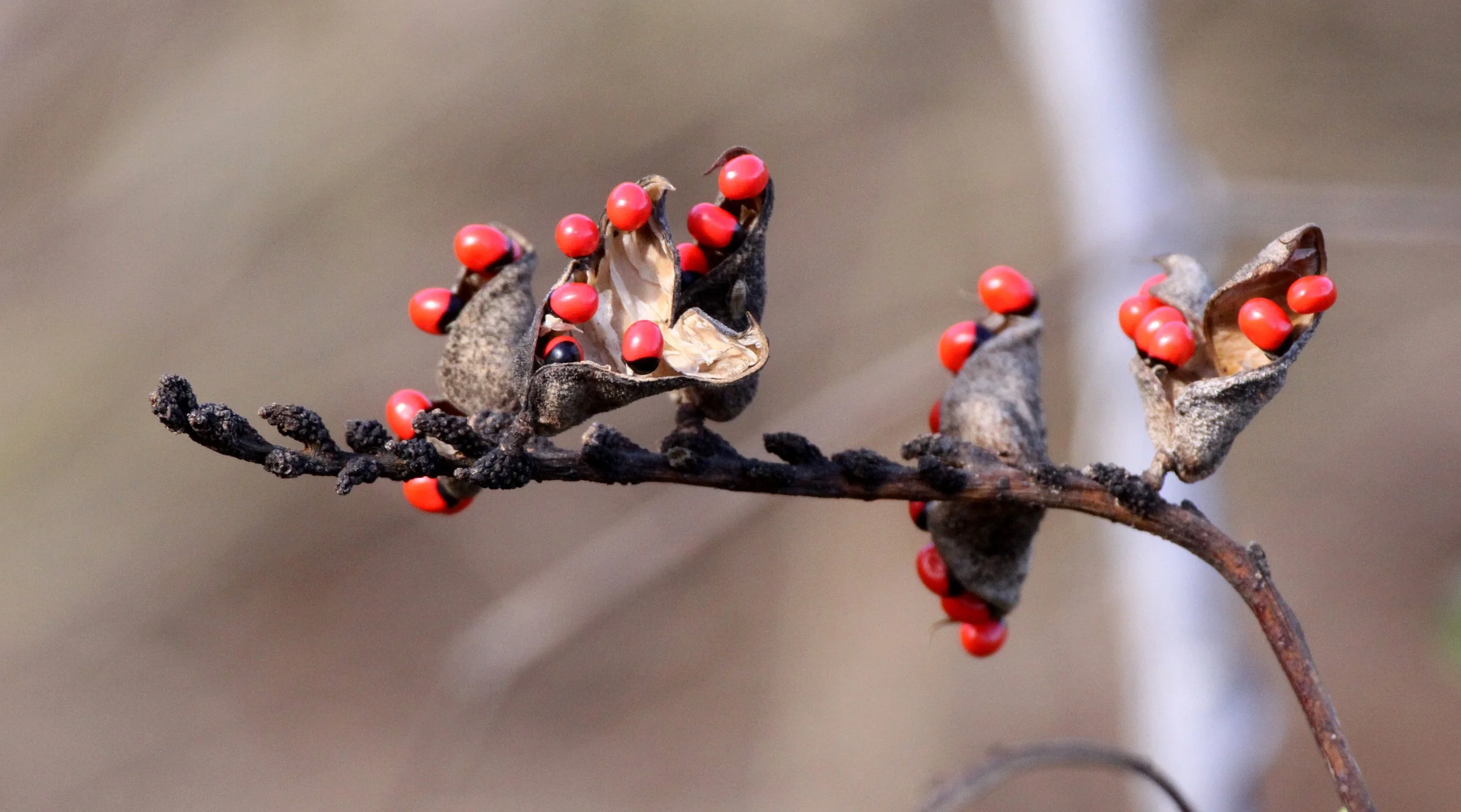 PLANT - SPECIES - ANKARANA NATIONAL PARK MADAGASCAR (12).JPG