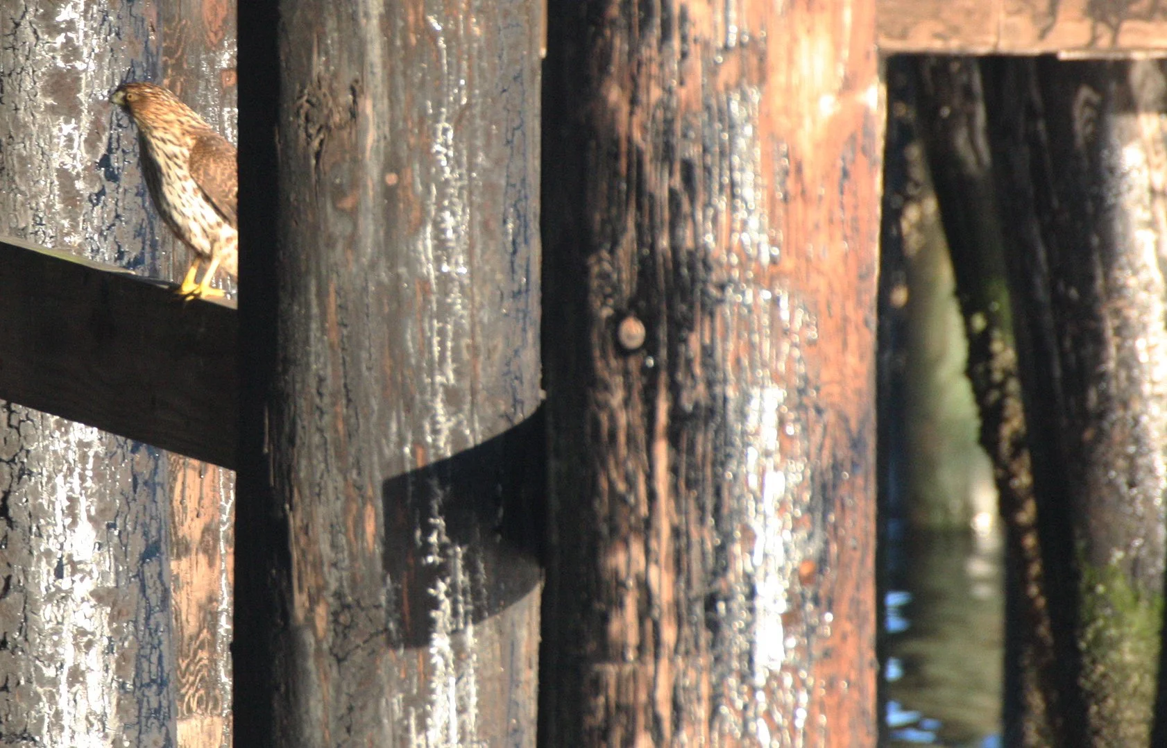 Accipiter striatus - SHARP-SHINNED HAWK - FIRST YEAR ADULT - PA HARBOR WA (2).JPG