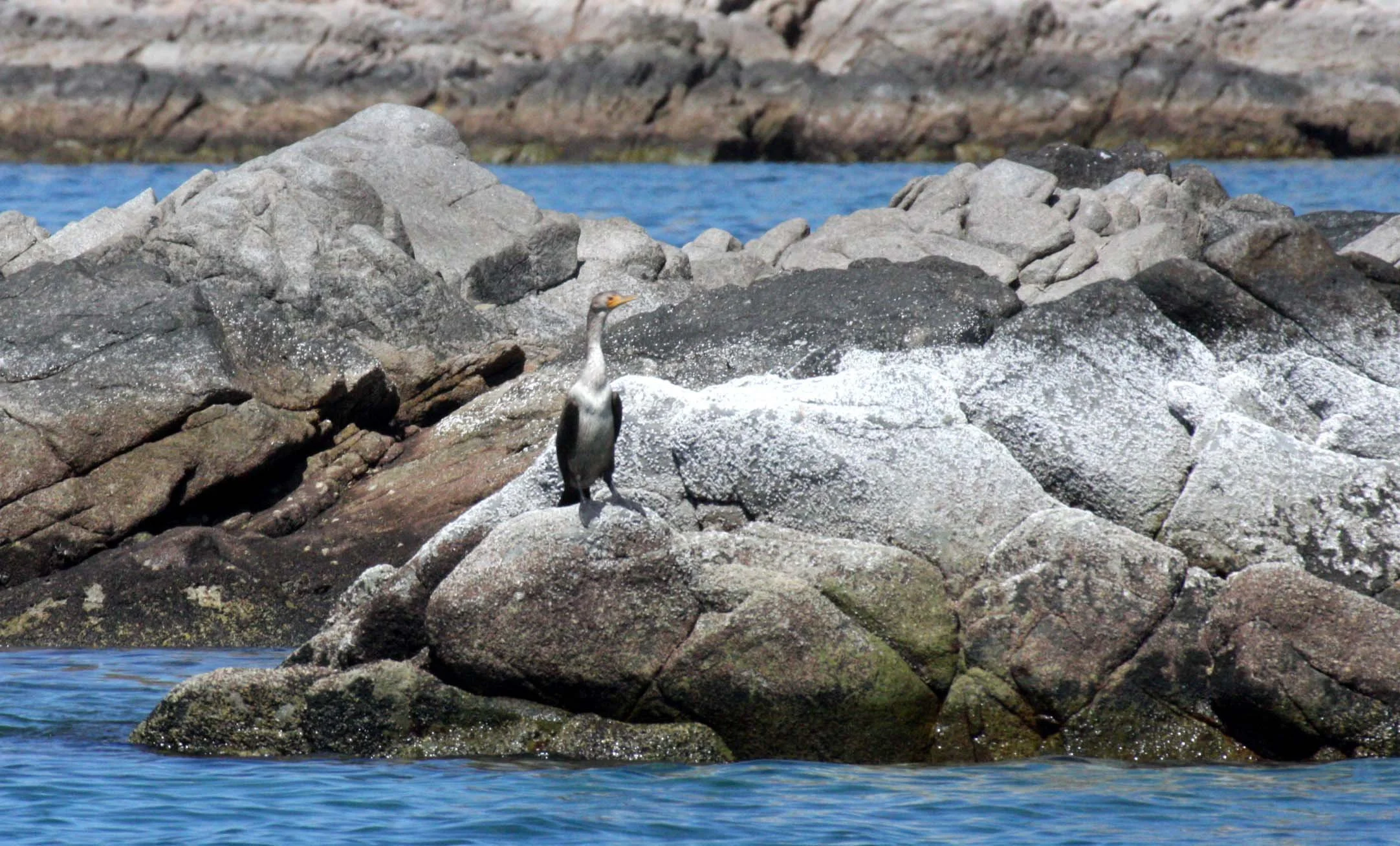 Nannopterum auritum - Double-crested Cormorant - first year - Isla Santa Catalina, Baja Mexico (1).JPG