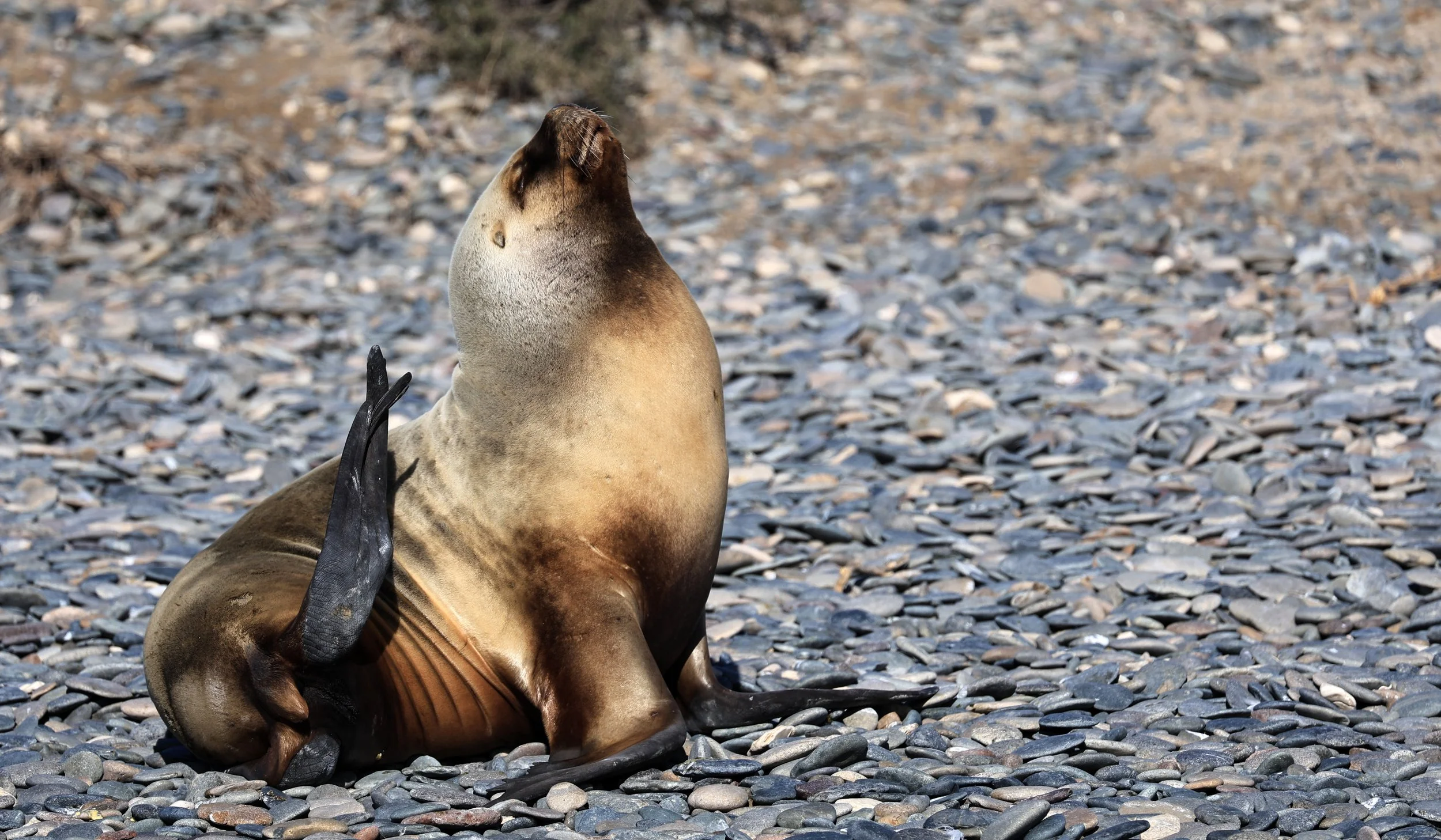 South American Sea Lion (Otaria flavescens) Puerto Rawson Argentina (69).jpg