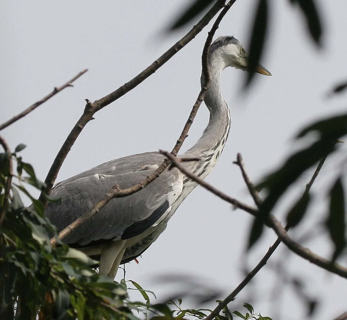 HERON - GREY HERON -  Ardea cinerea - ROOKERY IN SELENGA DELTA - LAKE BAIKAL RUSSIA (13).jpg