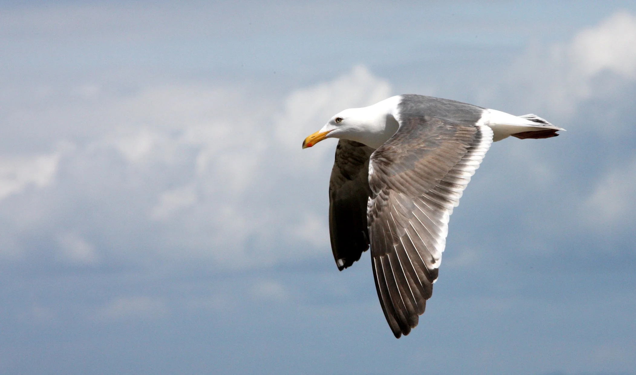 BIRD - GULL - WESTERN GULL - MONTEREY CALIFORNIA.JPG