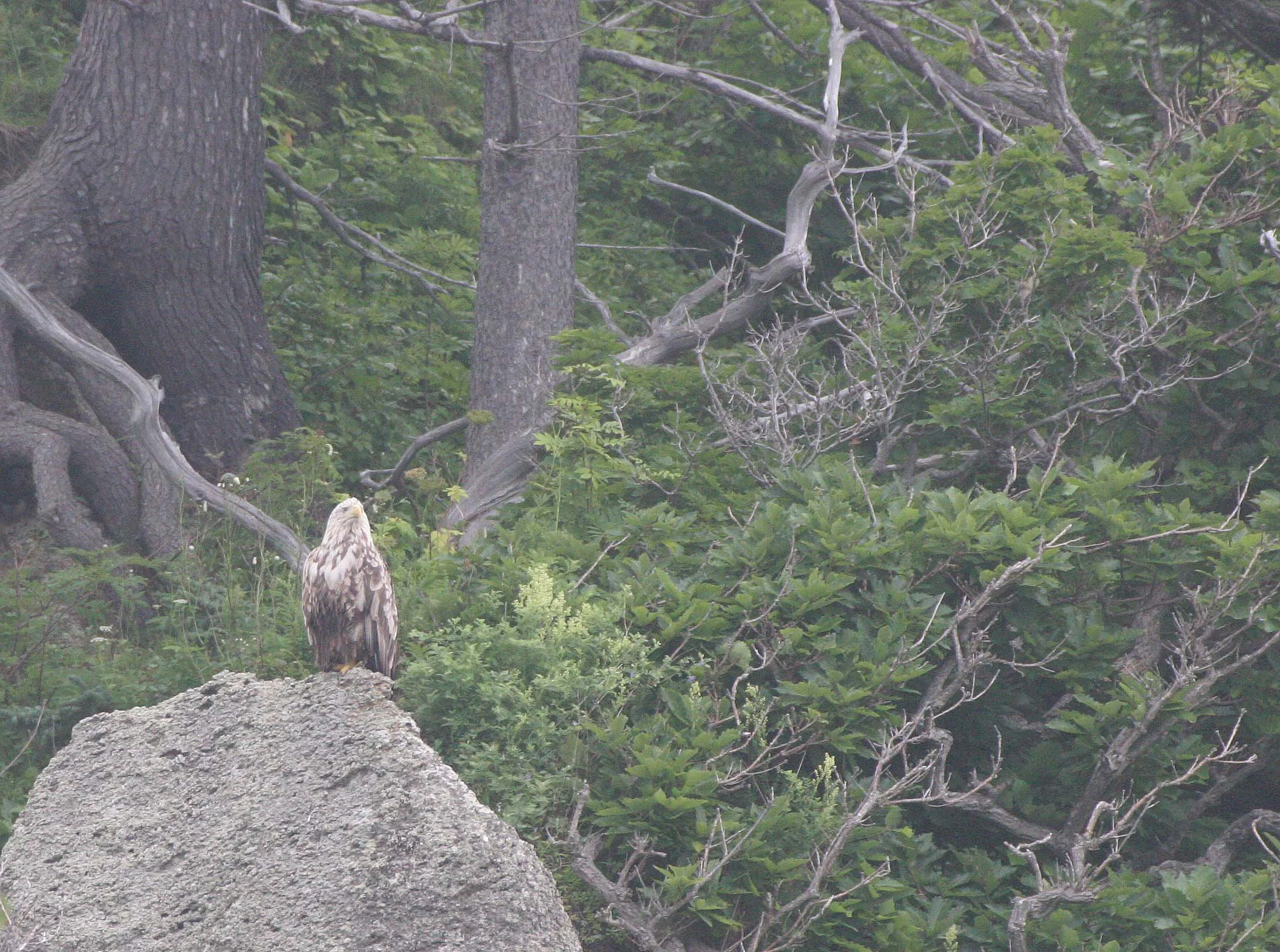 Haliaeetus albicilla - WHITE-TAILED SEA EAGLE - KURIL ISLANDS RUSSIA (41).jpg