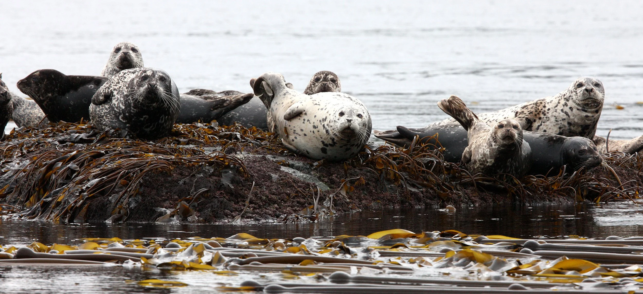 Phoca vitulina richardsi -  PACIFIC COMMON (HARBOR) SEAL - KNIGHT INLET BRITISH COLUMBIA (26).JPG