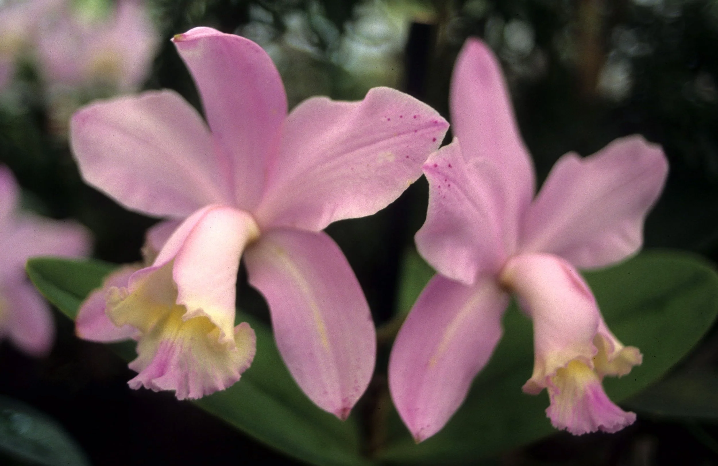 HAWAII - HAWAII - ORCHID - CATTLEYA SPECIES A.jpg