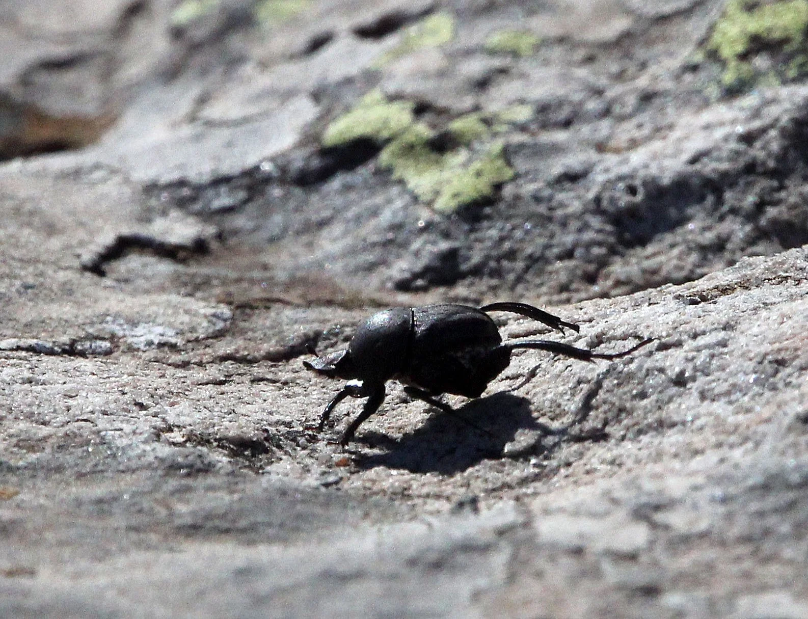 Scarabaeinae - Species Unidentified - Feija NP, Tunisia