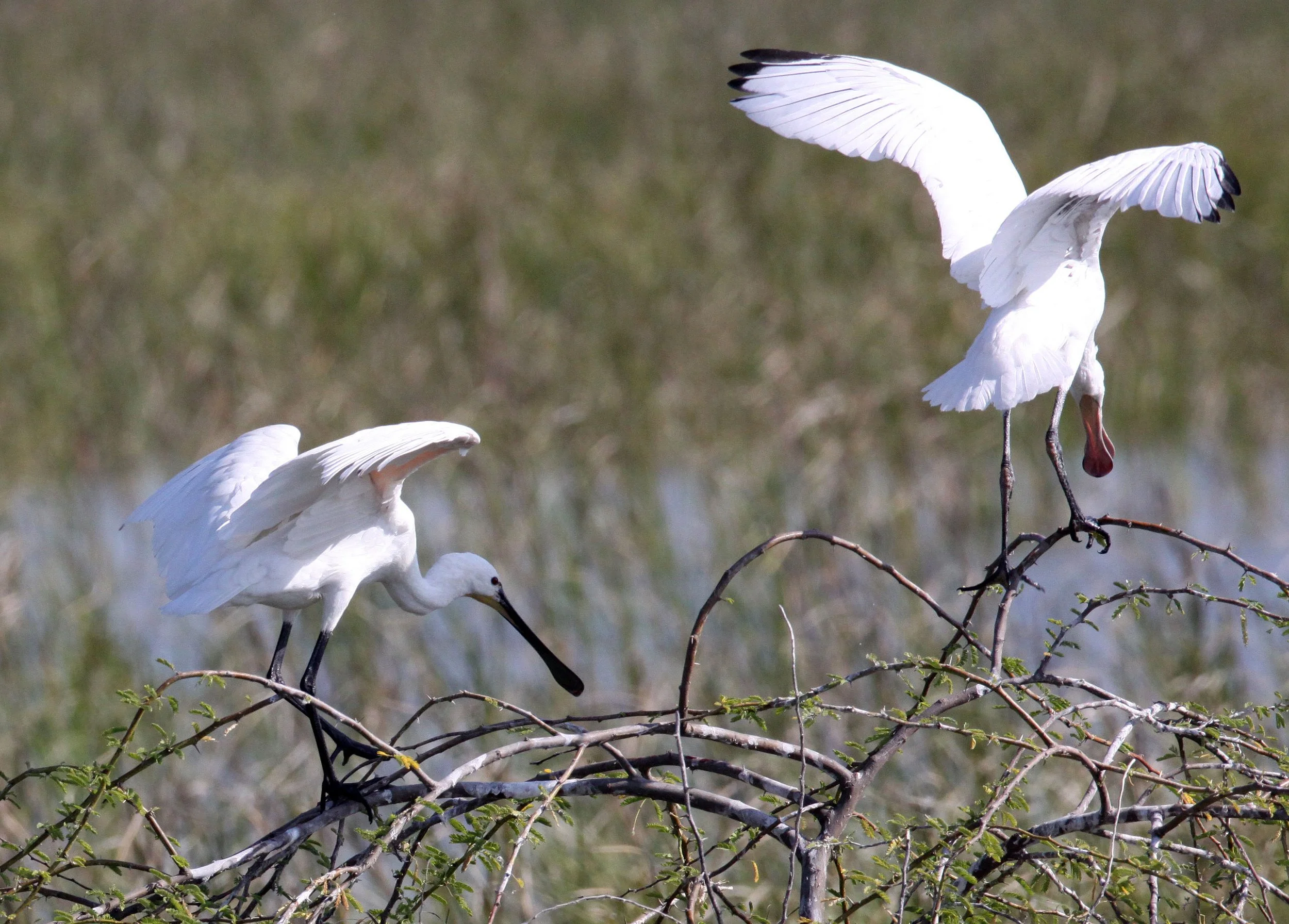 SPOONBILL - EURASIAN SPOONBILL - Platalea leucorodia - LITTLE RANN OF KUTCH GUJARAT INDIA (23).JPG