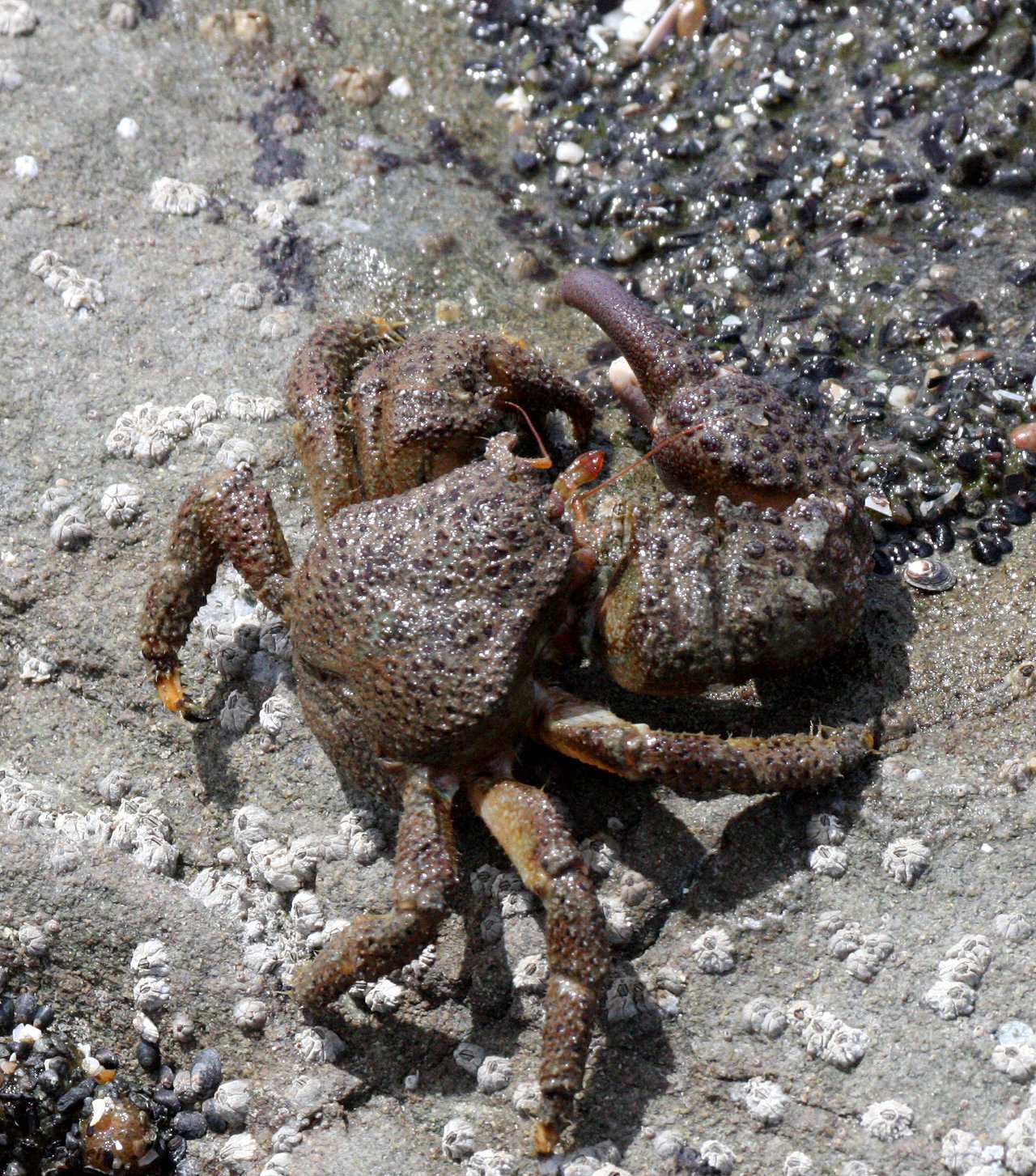 INVERT - MARINE INTERTIDAL - ARTHROPOD - CRAB - GRANULAR CLAW CRAB - OEDIGNATHUS INERMIS - BEACH FOUR TIDE POOLS ONP (3).JPG