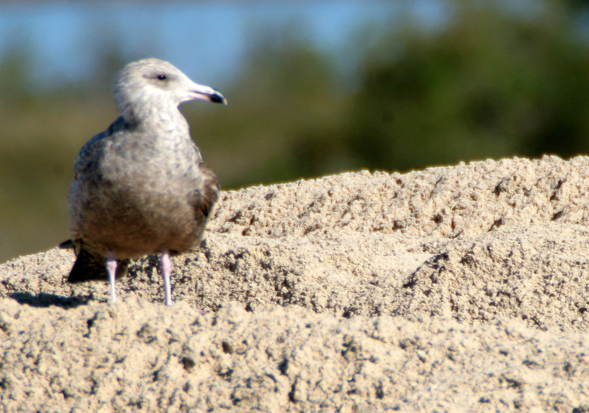 BIRD - GULL - HERRING - ARANSAS C (2).jpg