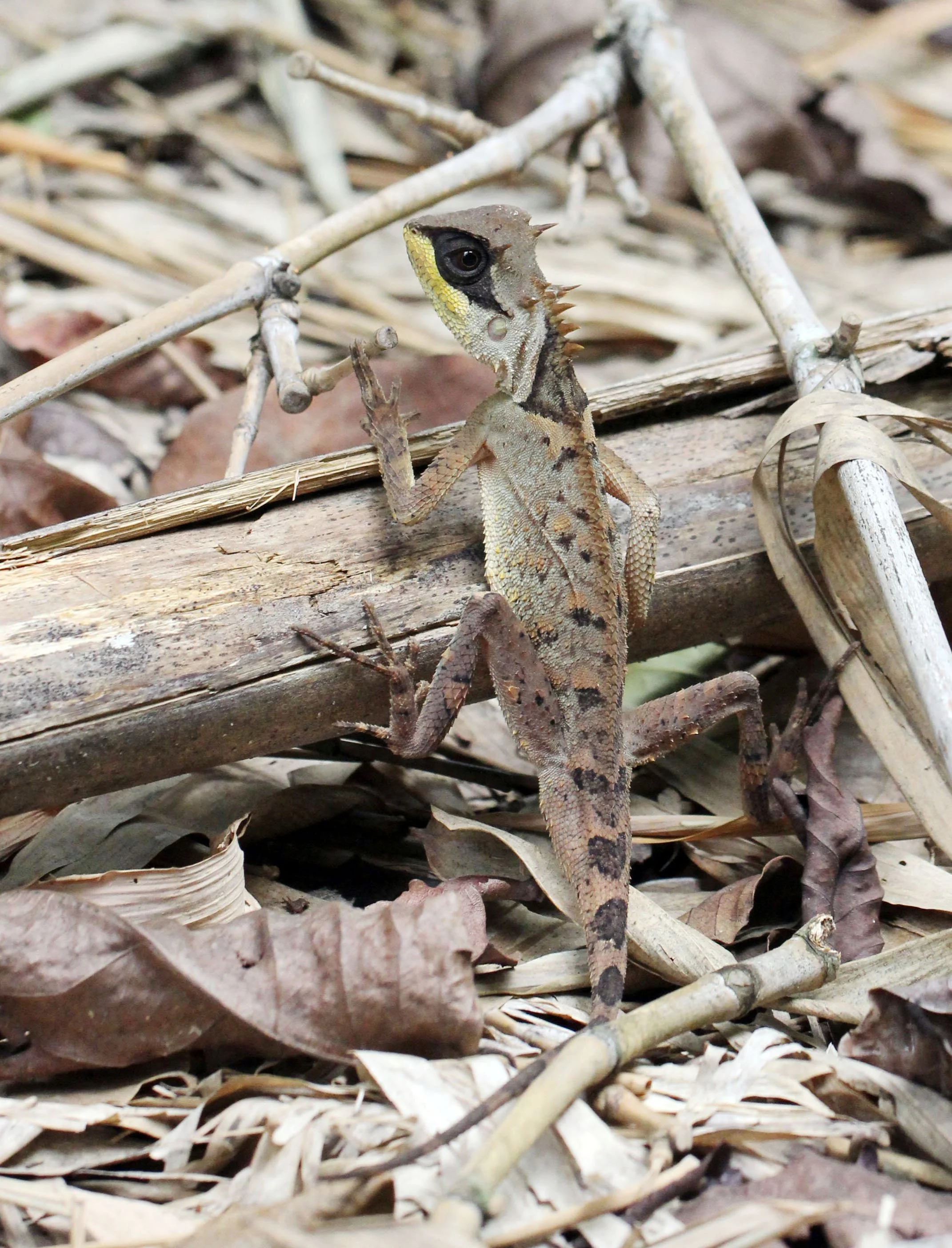 2015 Koh Lanta Songkran Break (16).JPG