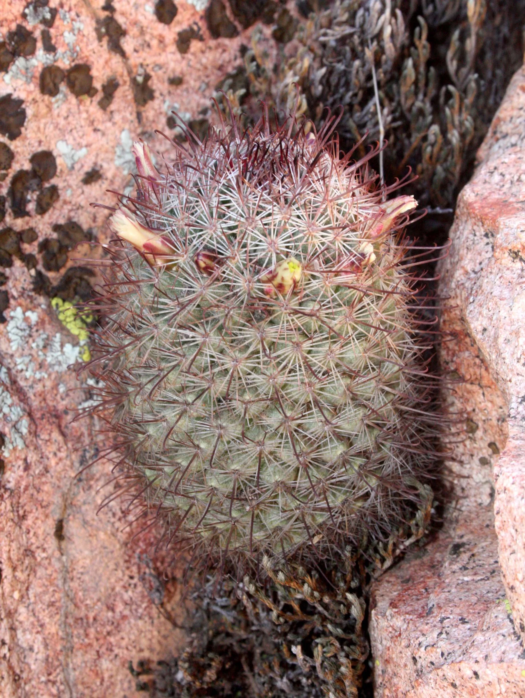 CACTACEAE - MAMMILLARIA BRANDEGEEI - MAMMILLARIA OR VIEJITA - CATAVINA DESERT BAJA MEXICO.JPG