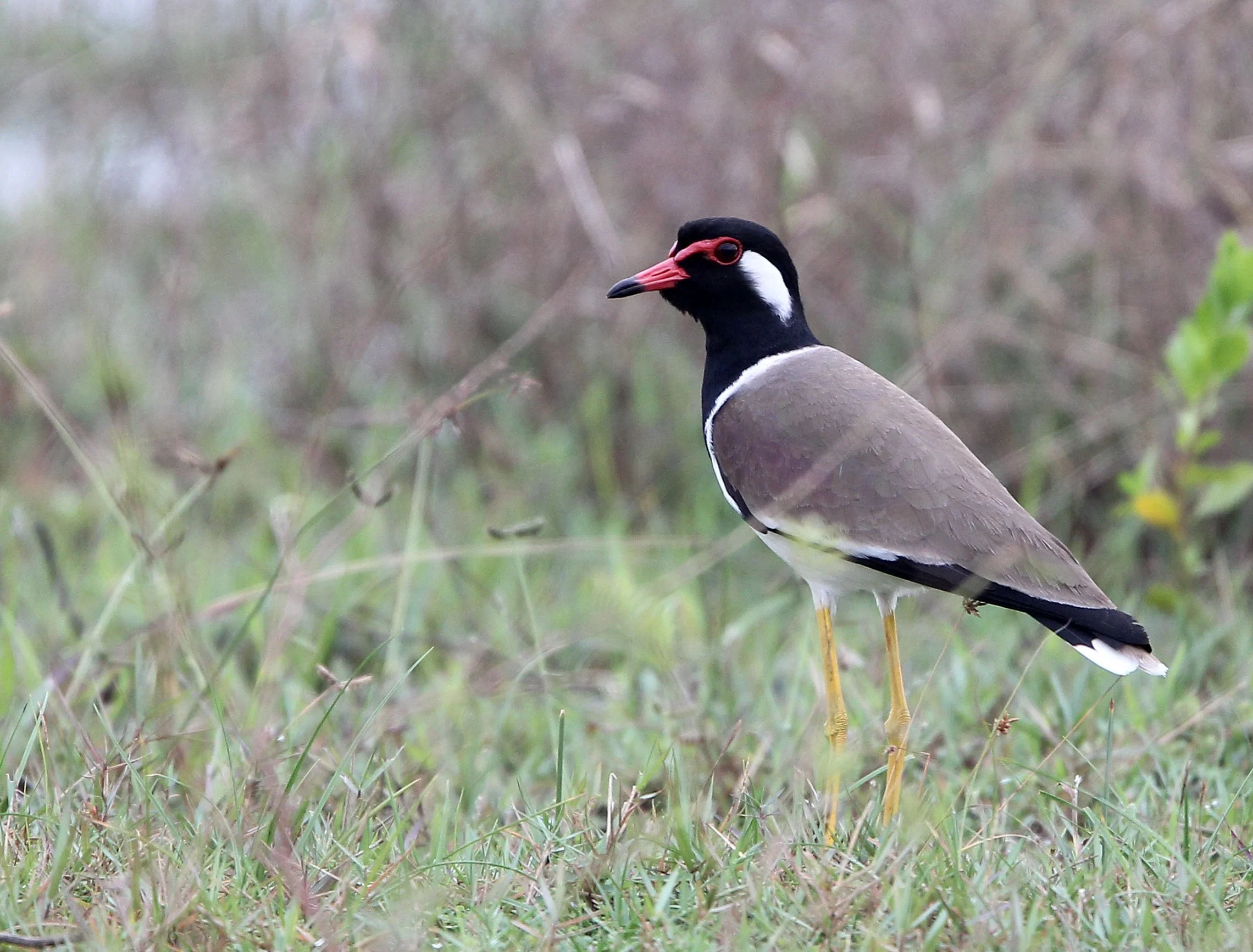 LAPWING - RED-WATTLED LAPWING - Vanellus indicus - CHAIYA PENINSULA SURAT THANI THAILAND (9).JPG