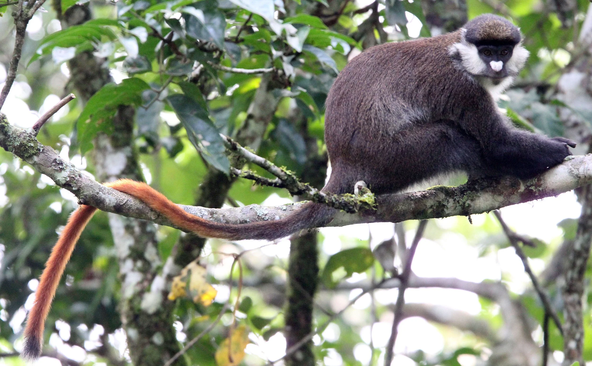 CERCOPITHECIDAE - Cercopithecus ascanius schmidti - SCHMIDT'S RED-TAILED MONKEY - KIBALE NATIONAL PARK UGANDA BIGODI SWAMP (60).JPG