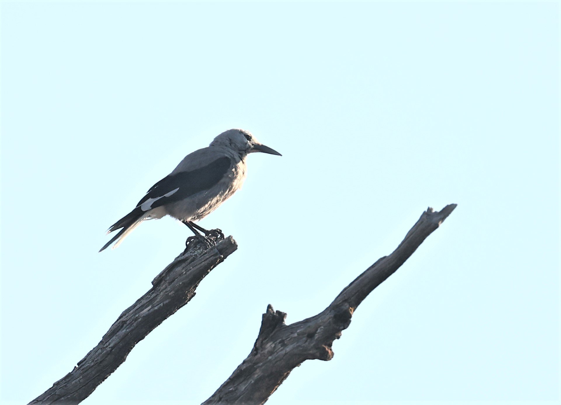 Nucifraga columbiana - CLARK'S NUTCRACKER - CRATERS OF THE MOON NATIONAL PARK IDAHO 2022 (5).jpg