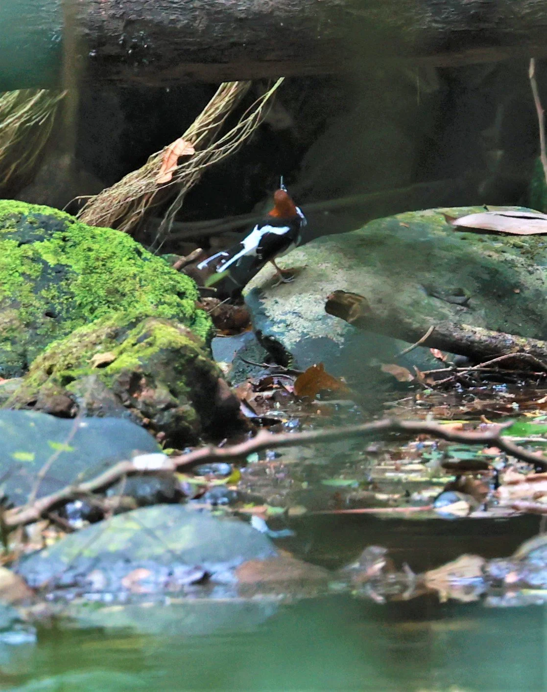 FORKTAIL - Chestnut-naped Forktail - Enicurus ruficapillus - Si Phang Nga National Park, Thailand Feb 18-19, 2023 (12).jpg